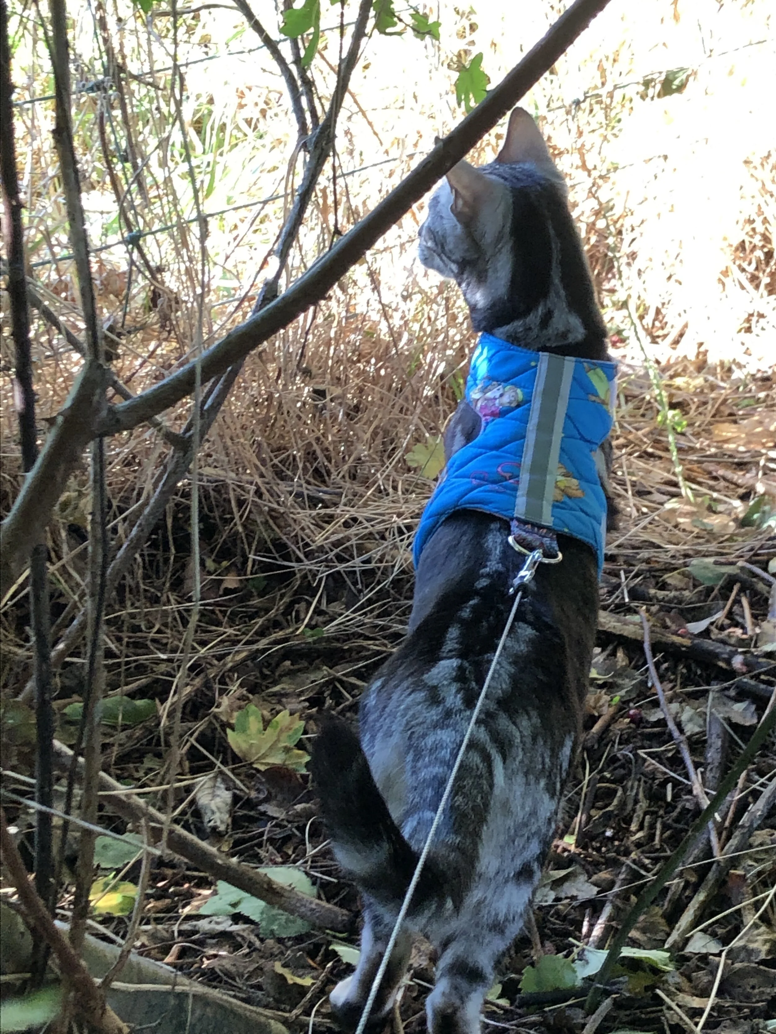 Rose and bramble Butterfly cat jacket