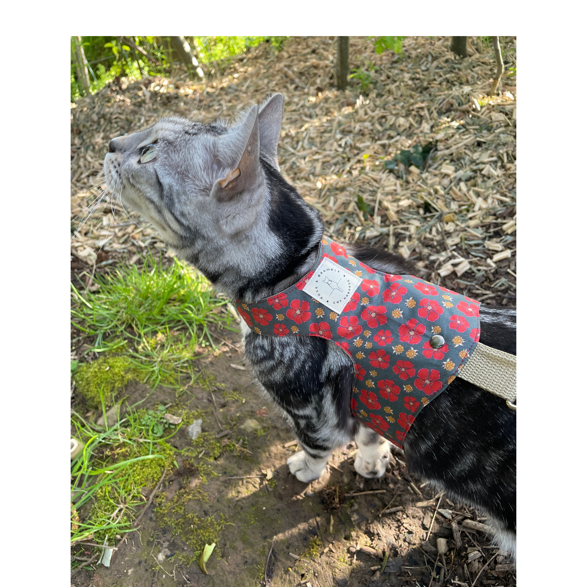 nordic berries-6.png