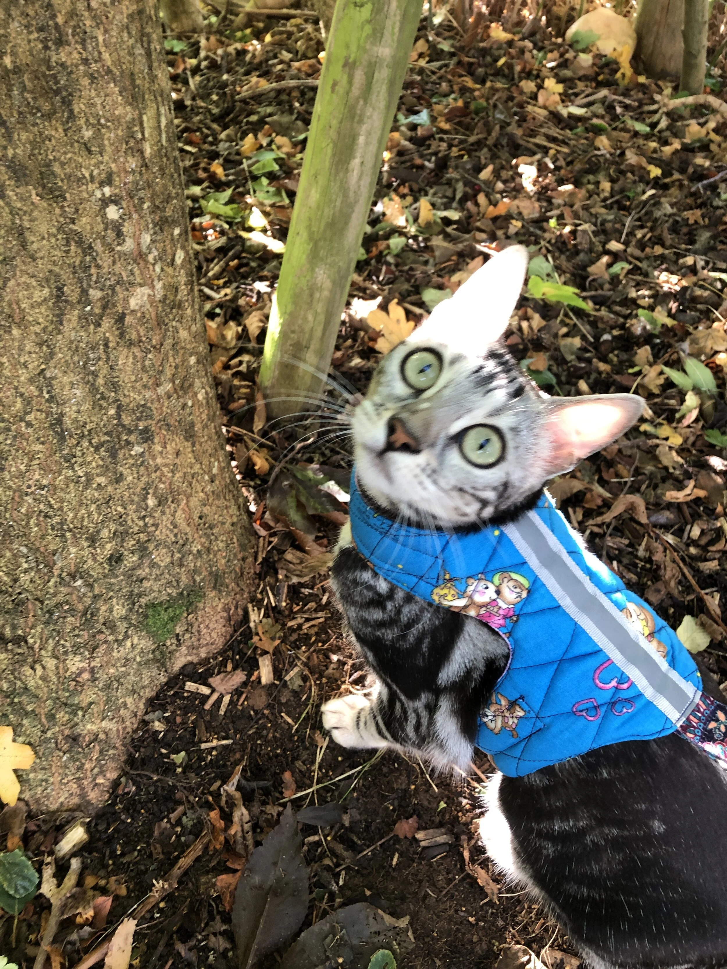 Rose and bramble Butterfly cat jacket