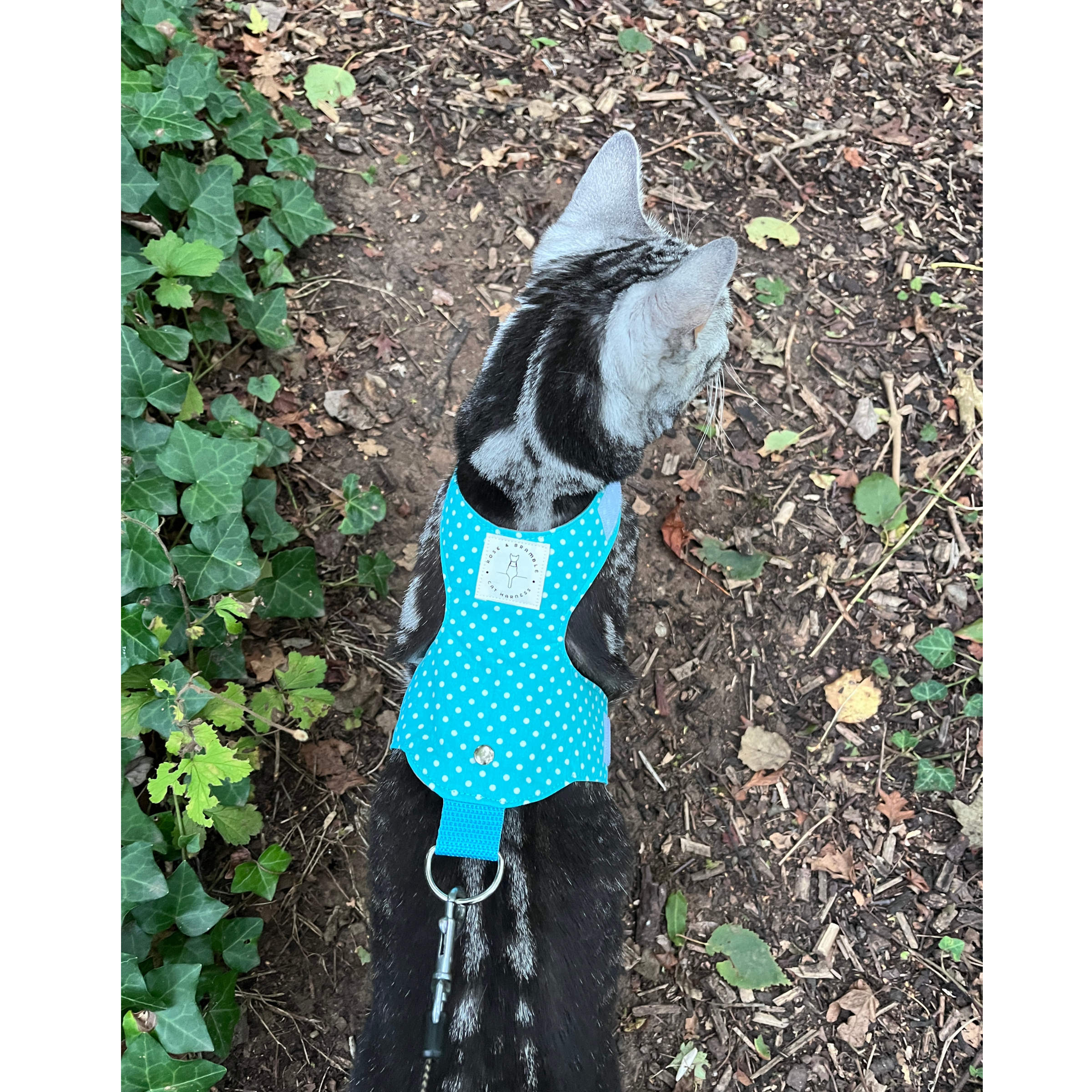 polka dot aqua-3.png