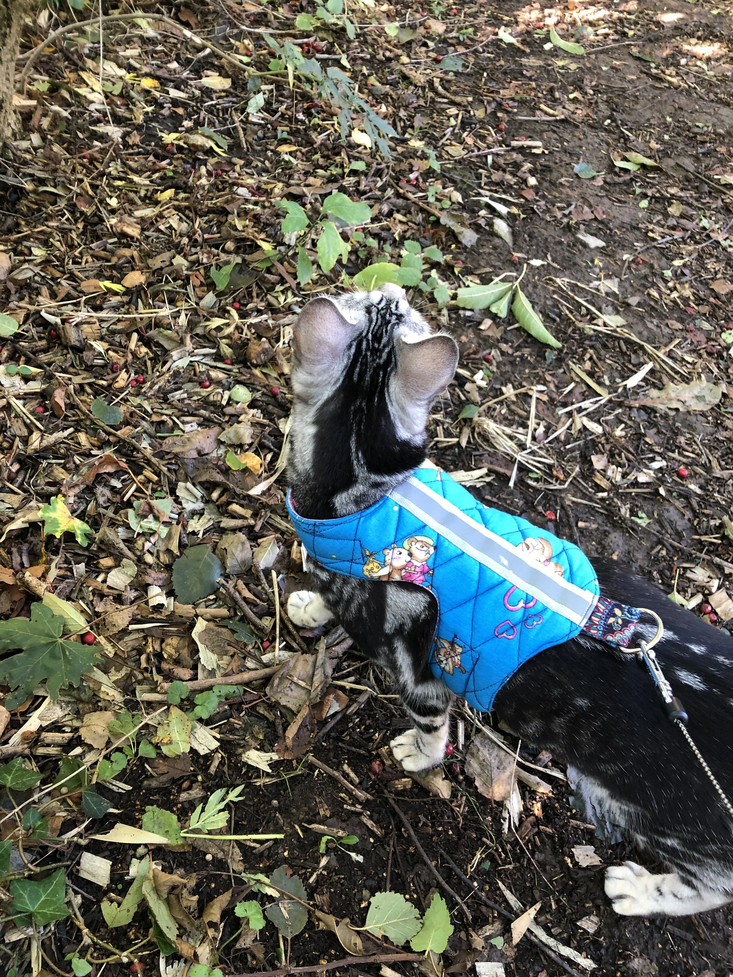 Rose and bramble Butterfly cat jacket