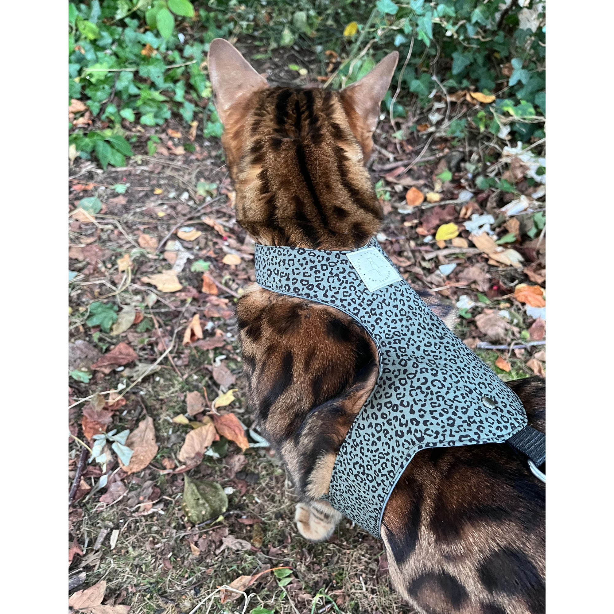 urban leopard-6.png