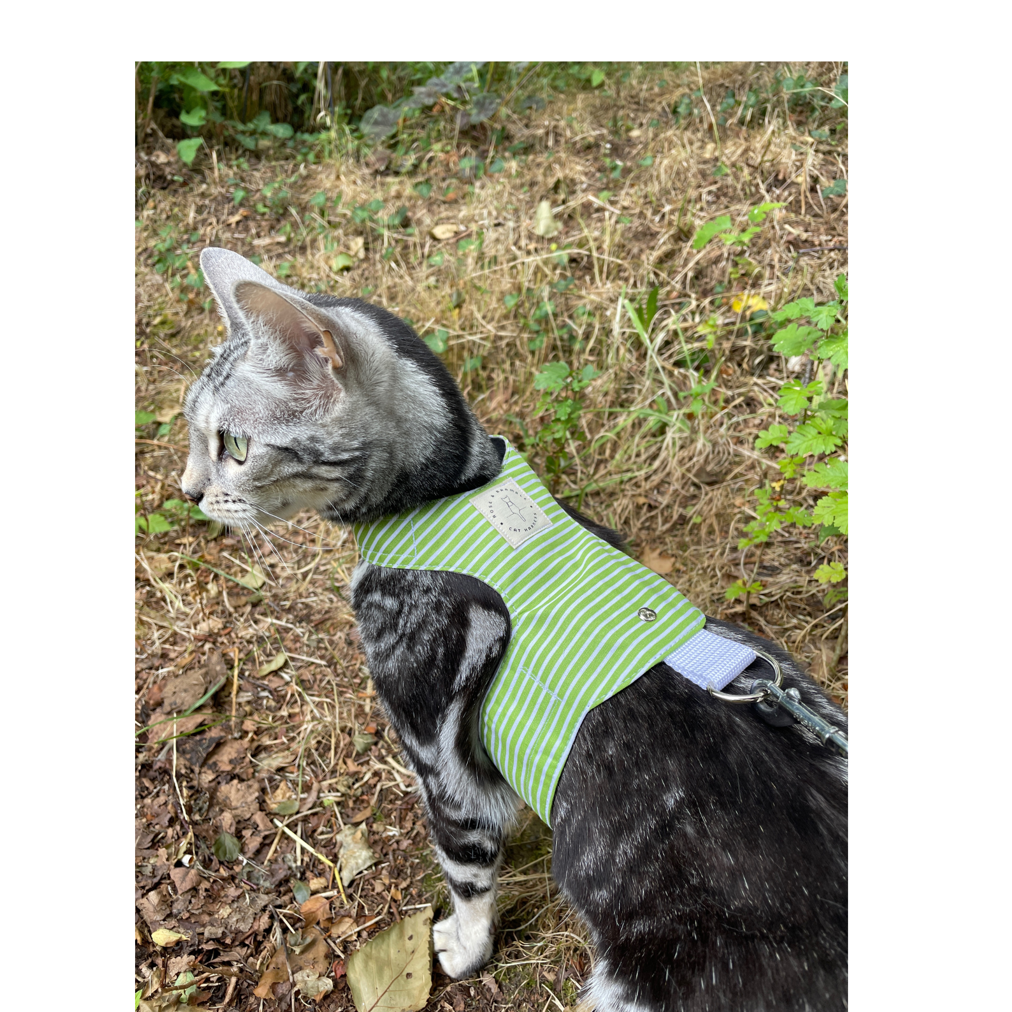 Green stripe web.png