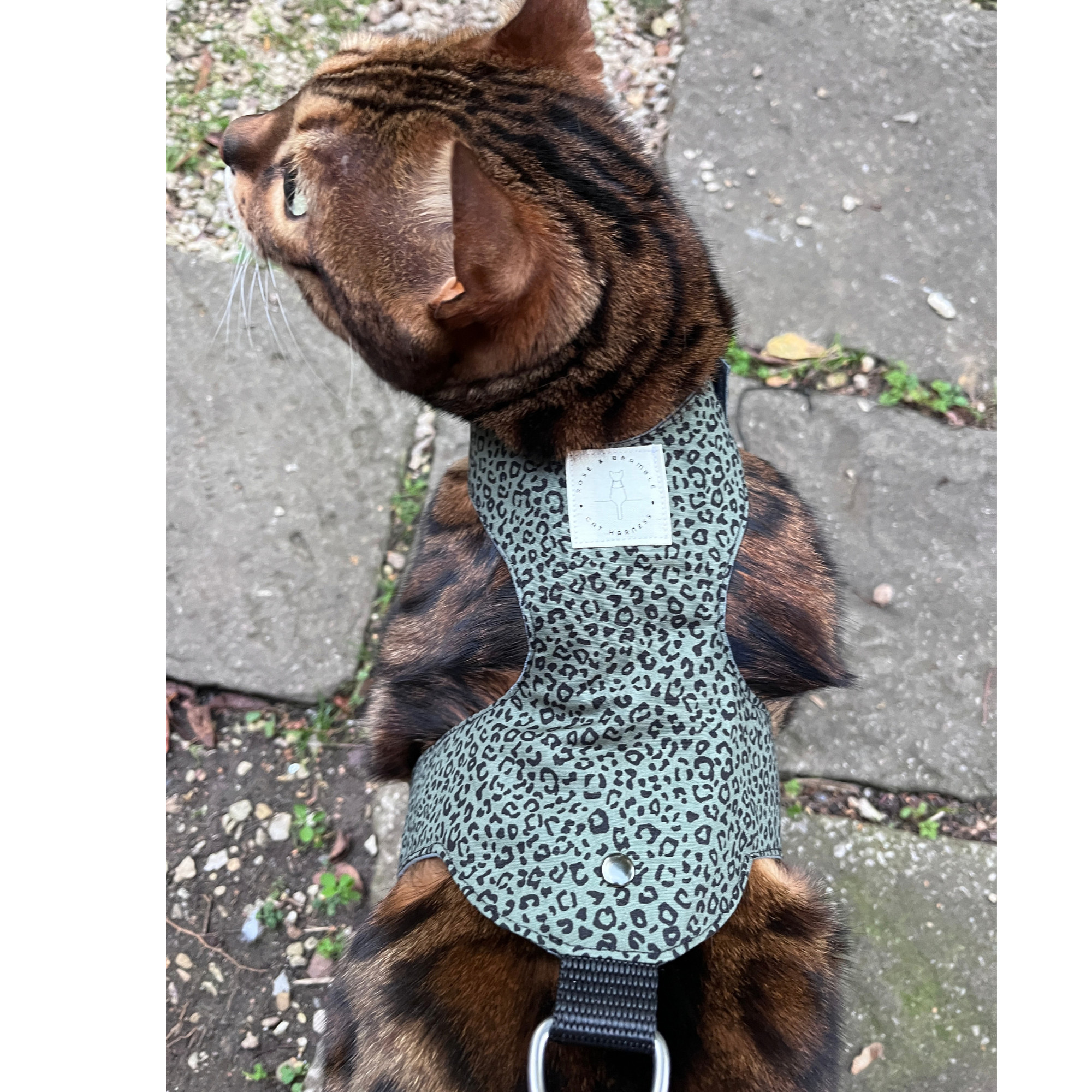 urban leopard-5.png