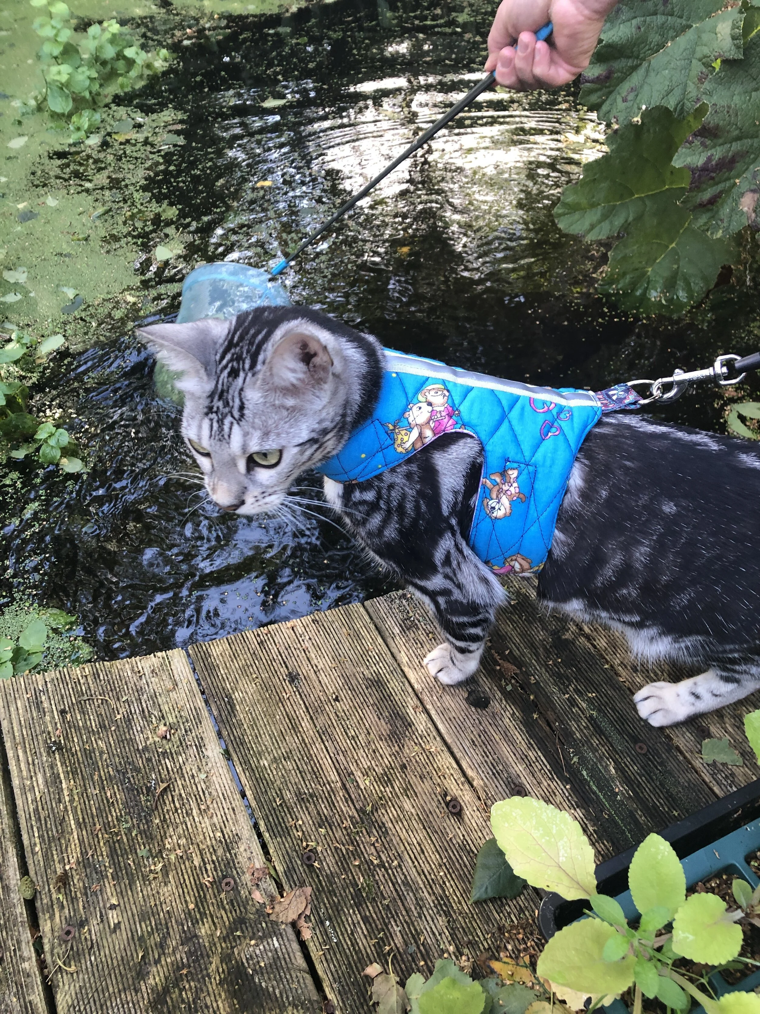 Rose and bramble Butterfly cat jacket