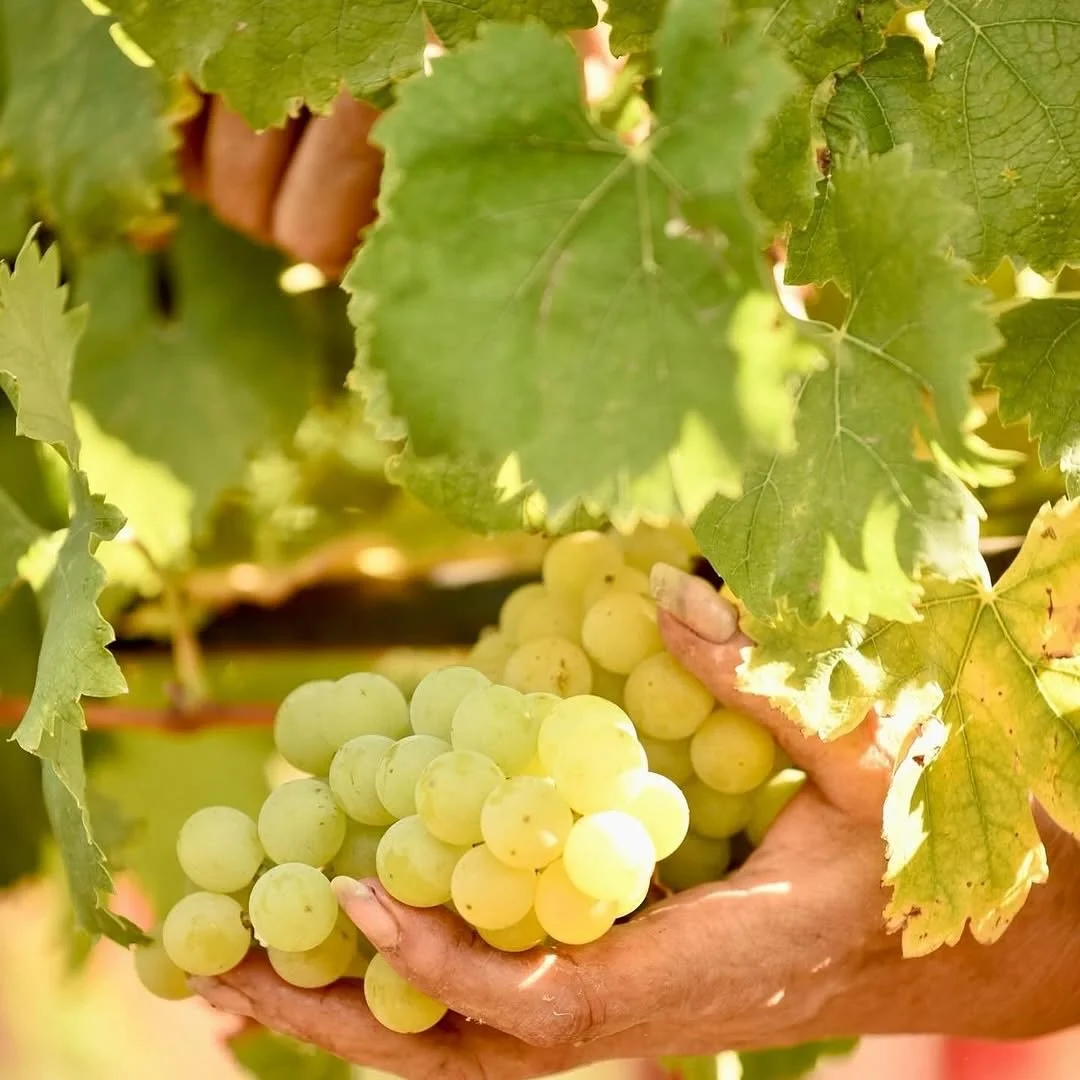 We are thrilled to host once again a wine dinner with Casale del giglio, a cantina from the Lazio region of Italy. Mark your calendar for Wednesday, February 24th.

For our communal event in 54 Mint&rsquo;s wine cellar, we will be serving a 4-course 