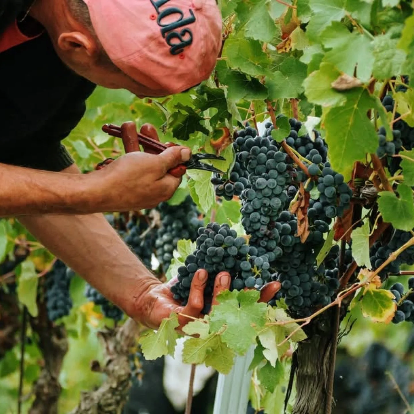 A taste of Piemonte. We are thrilled to host once again our friends from @braidawines. Mark your calendar while we celebrate this historic cantina Tuesday, March 3rd. 

Our kitchen has crafted a menu around truffle (of course!) and traditional dishes