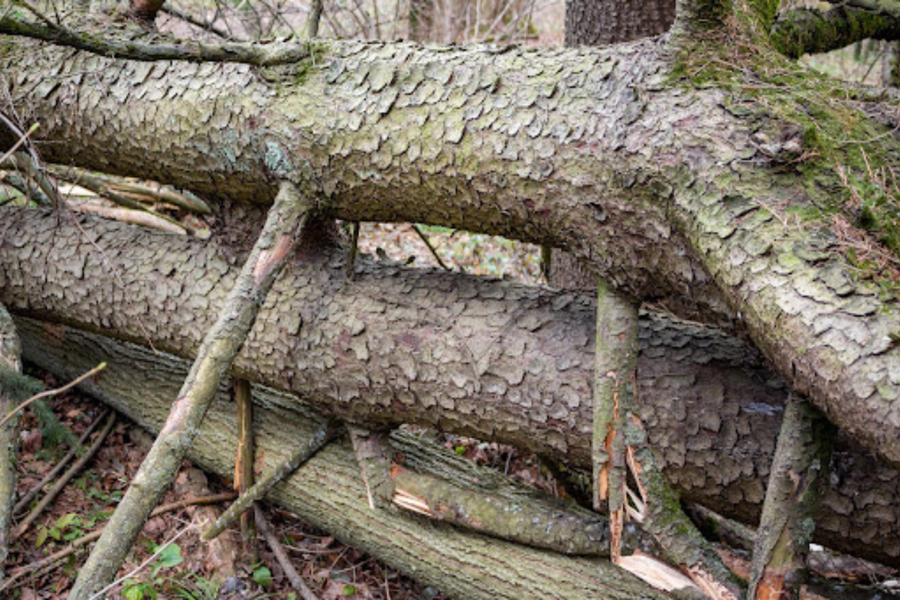 Deadfall