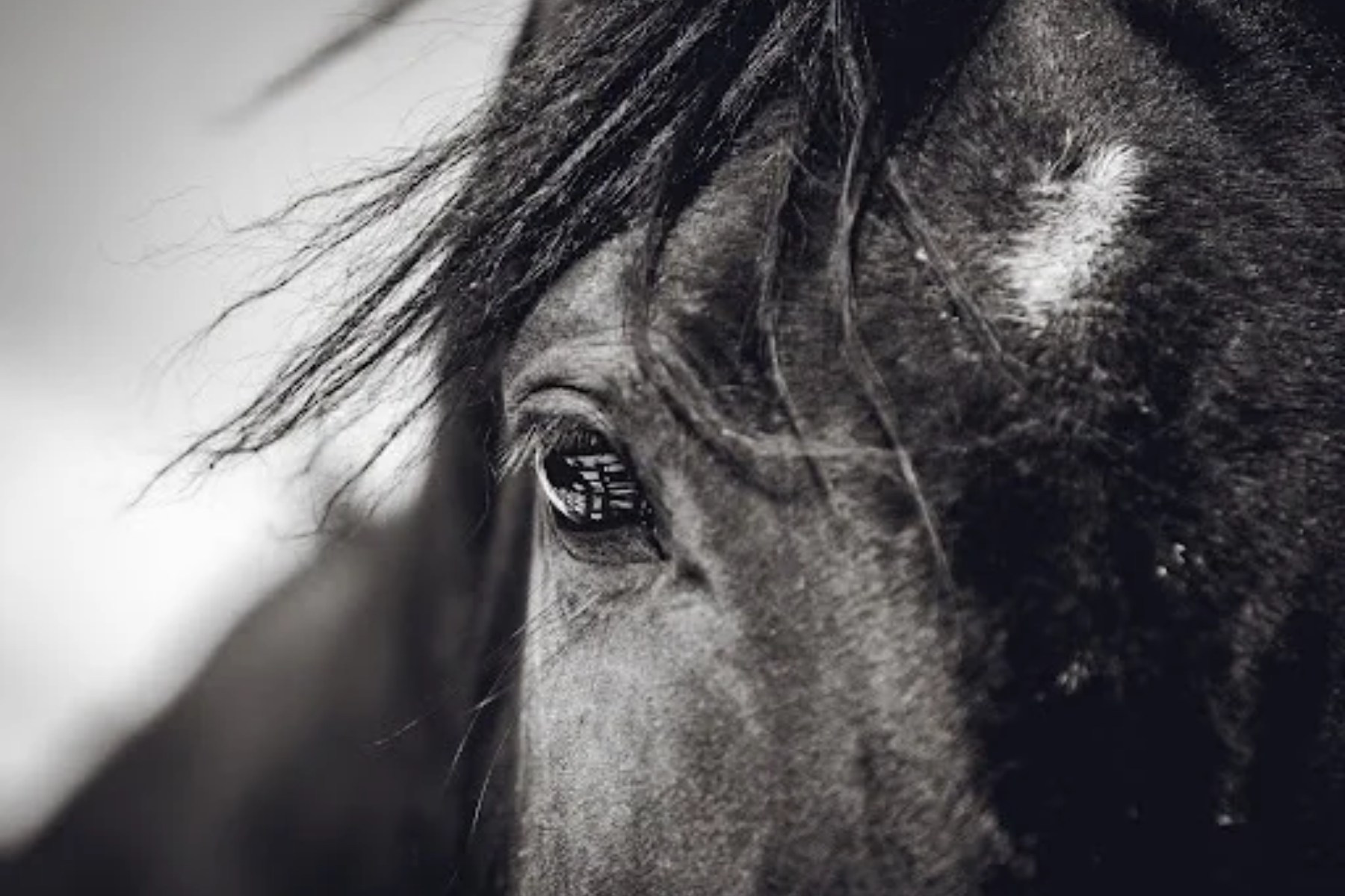 The Horse is Not a Mirror