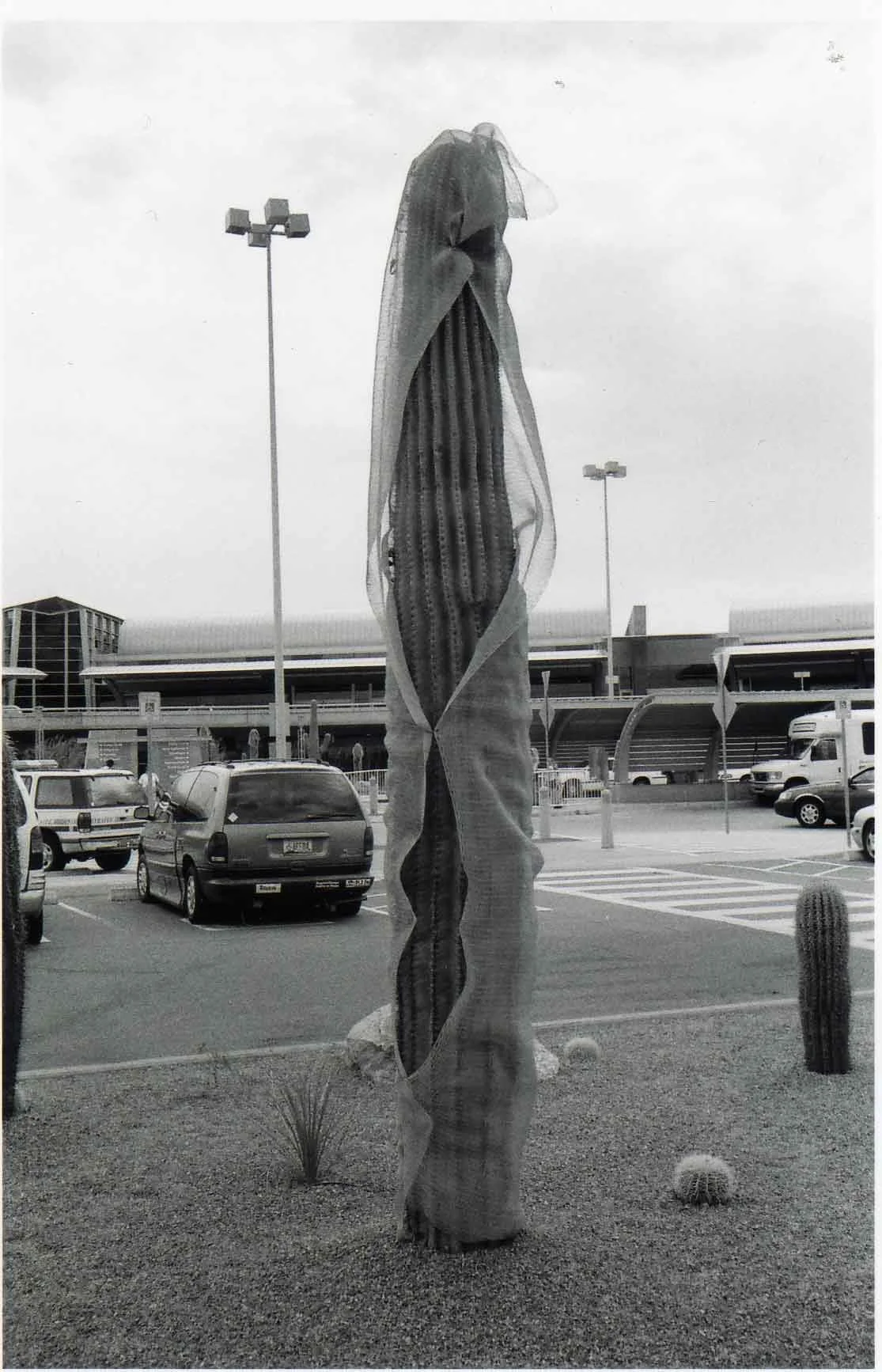 displaced-cacti-#2 copy 2.jpg