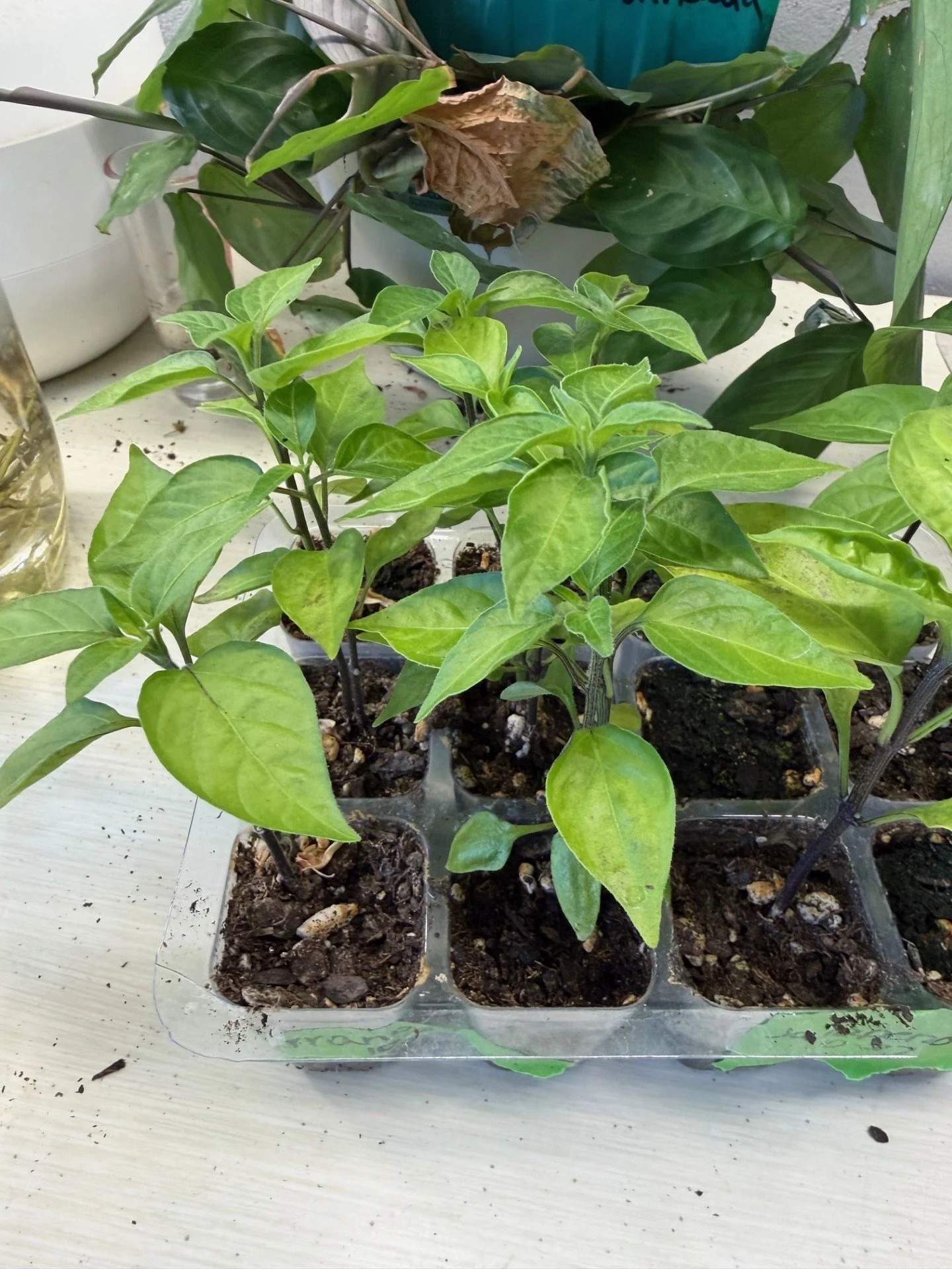 Jalapeno Pepper Start