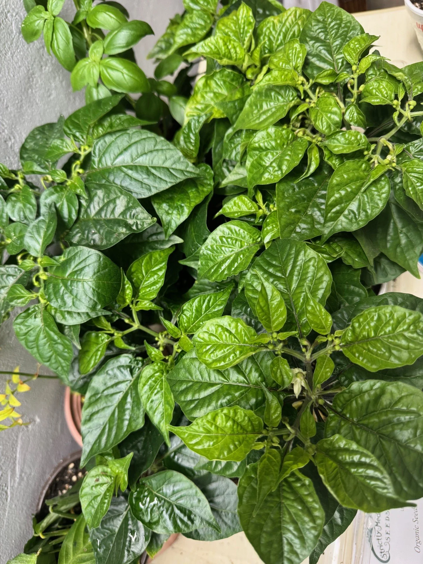 Carolina Reaper