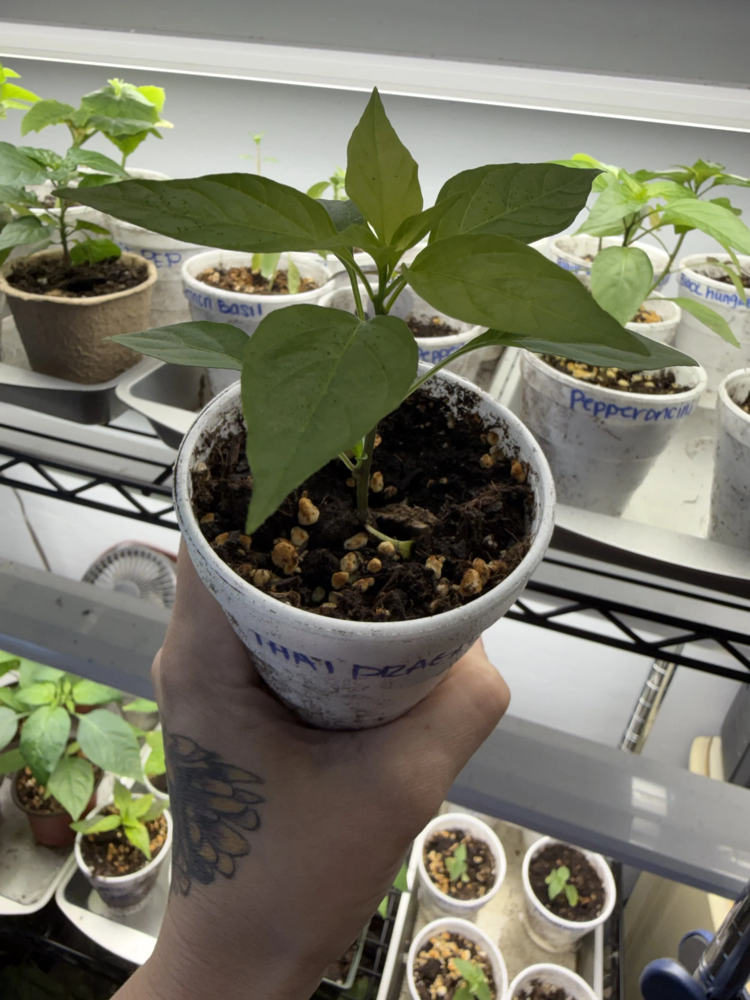Thai Dragon Pepper