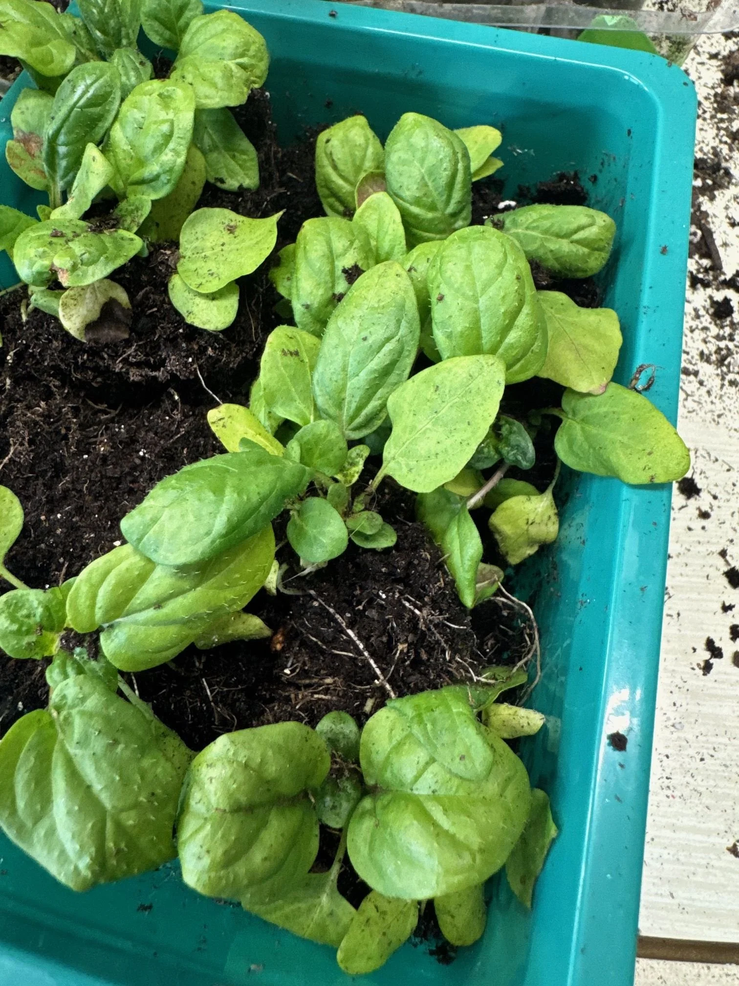 Self Heal (Prunella Vulgaris) Start