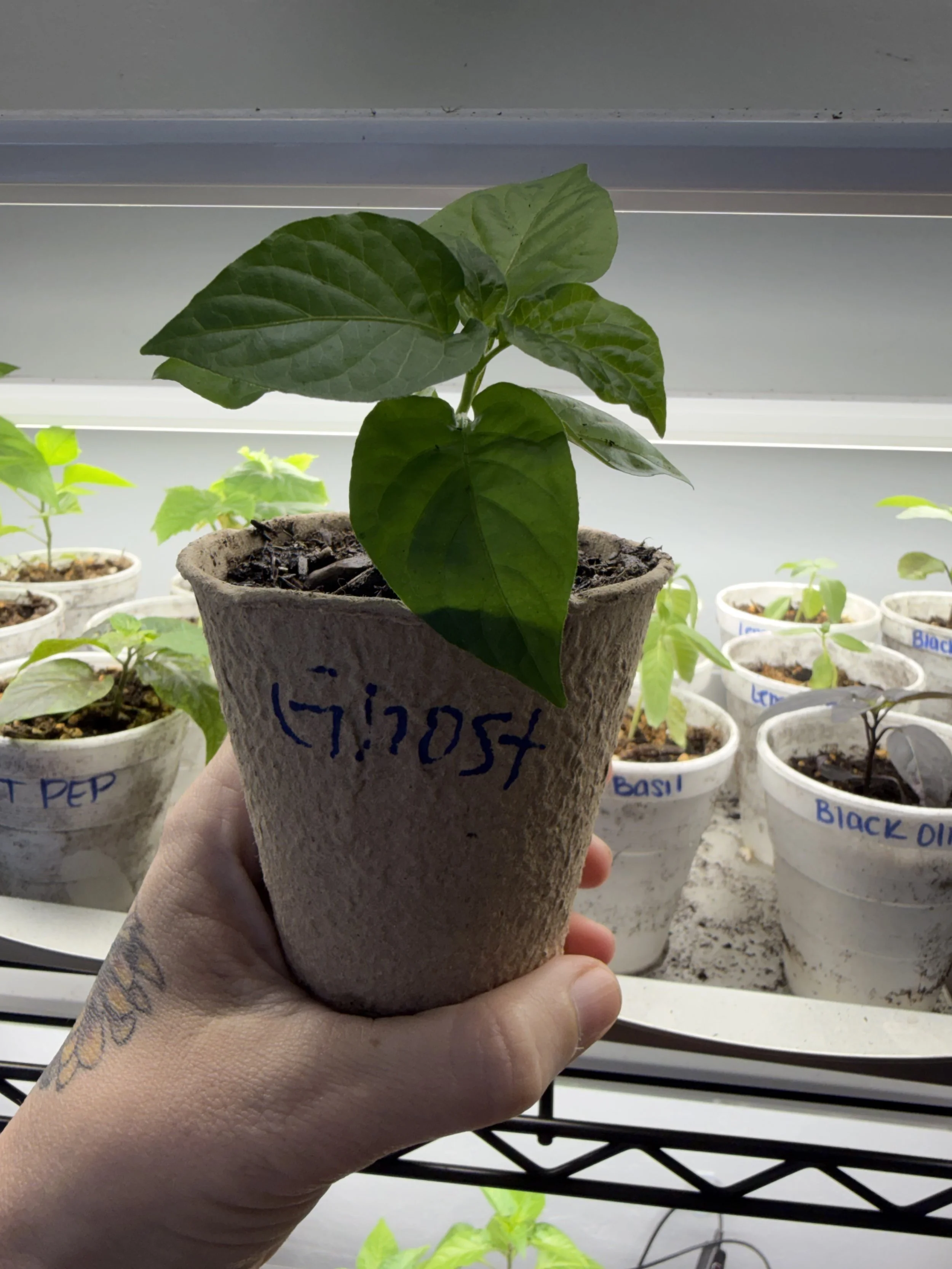 Ghost Pepper