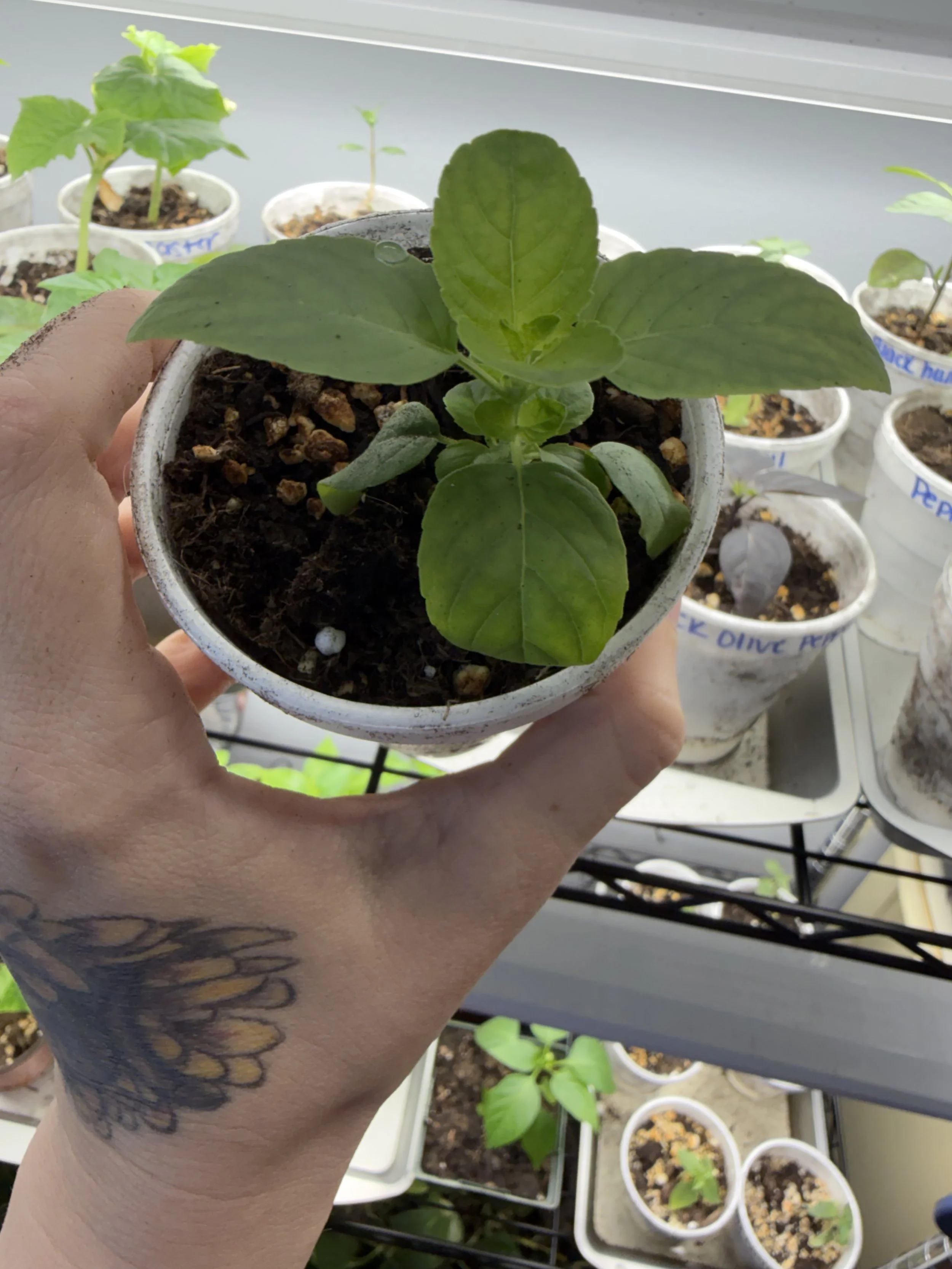Lemon Basil