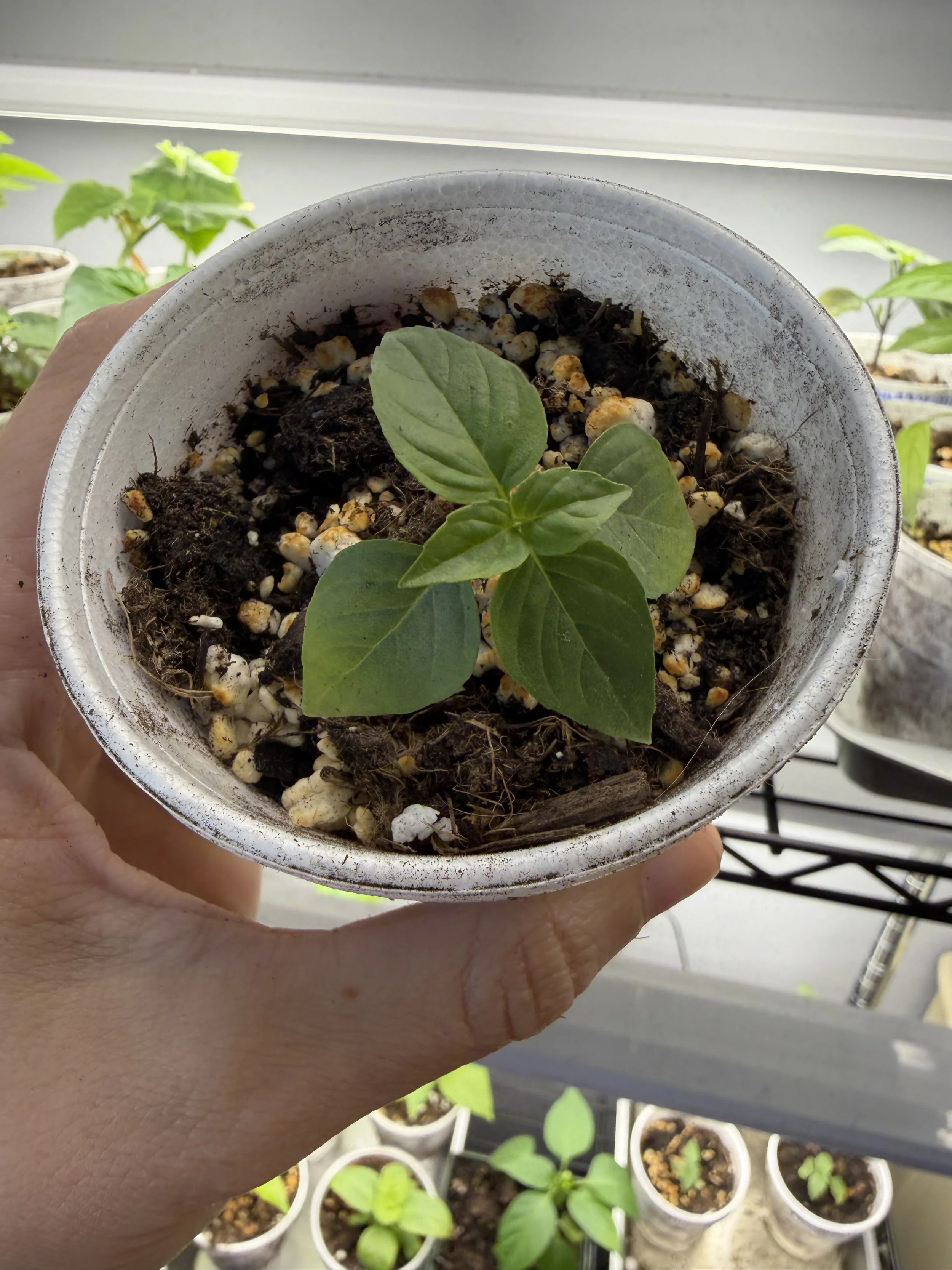 Thai Basil