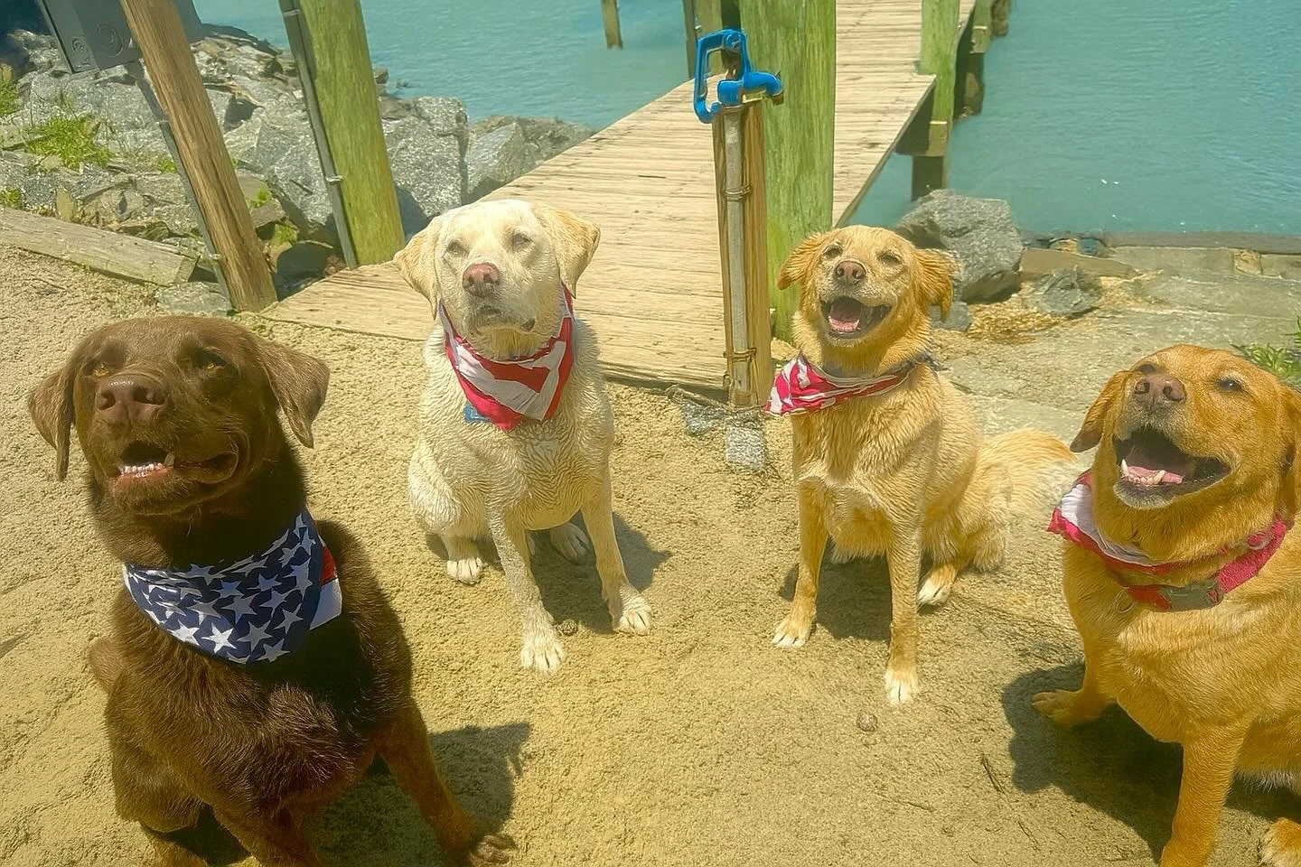 Stars, stripes, and sandy paws &mdash; hope your 4th was as fun as ours! 🐾❤️🤍💙