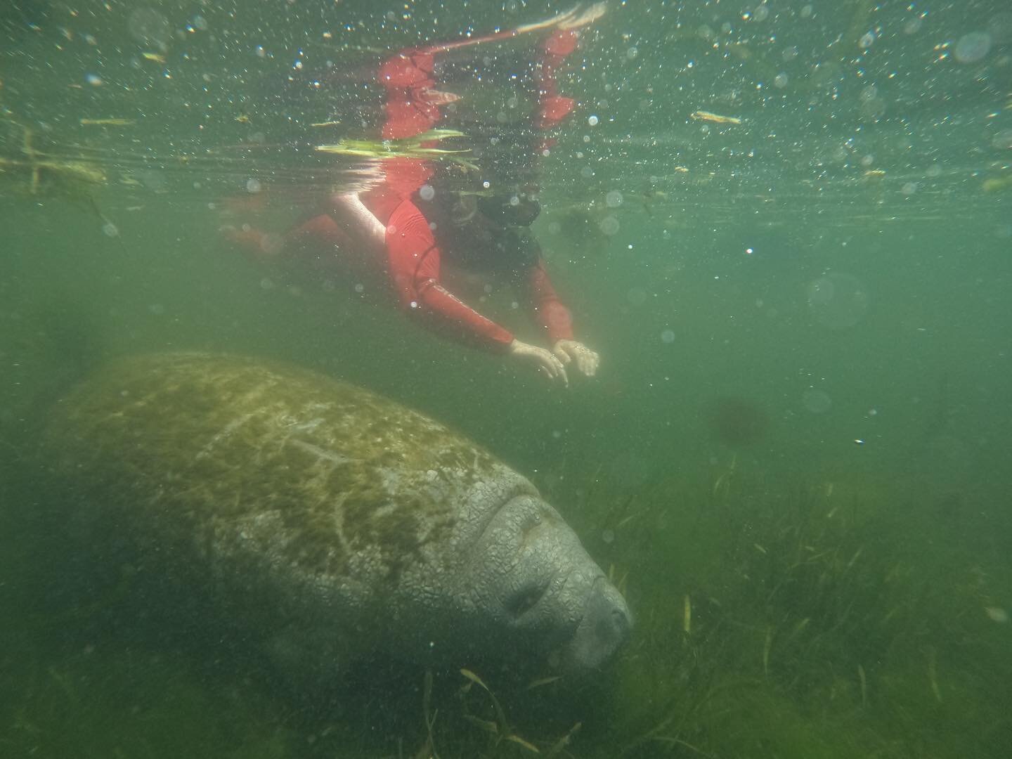 Todays afternoon tour highlights 😎☺️ www.golocalmanateetours.com or call 352-257-3181 to book your manatee swim! #golocal #golocalmanateetours #wildlife #encounters #explorepage #travelgram #snorkel #float #guidedtours #inwaterwelive #bestoftheday #