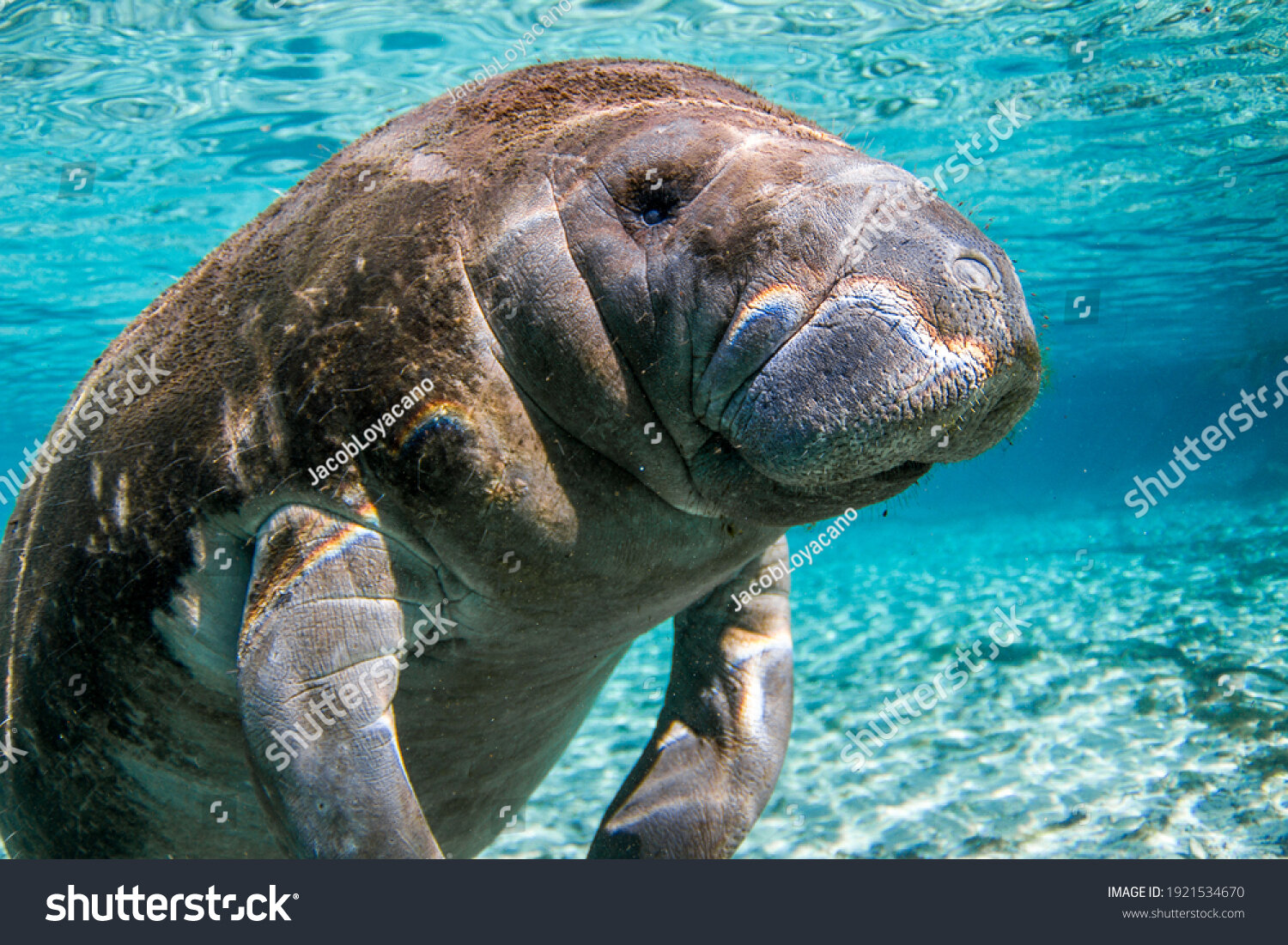 Manatee Tour