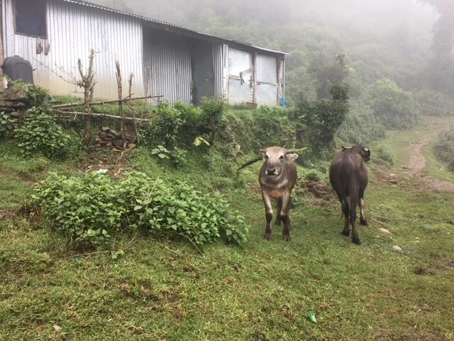 Puja Leaves for Village
