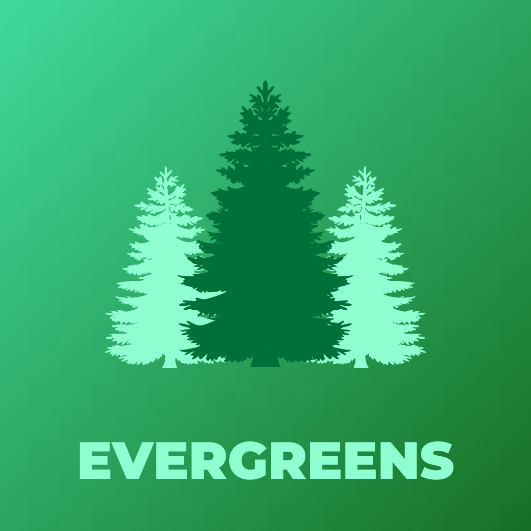 Three fir trees in different shades of green on a green background.