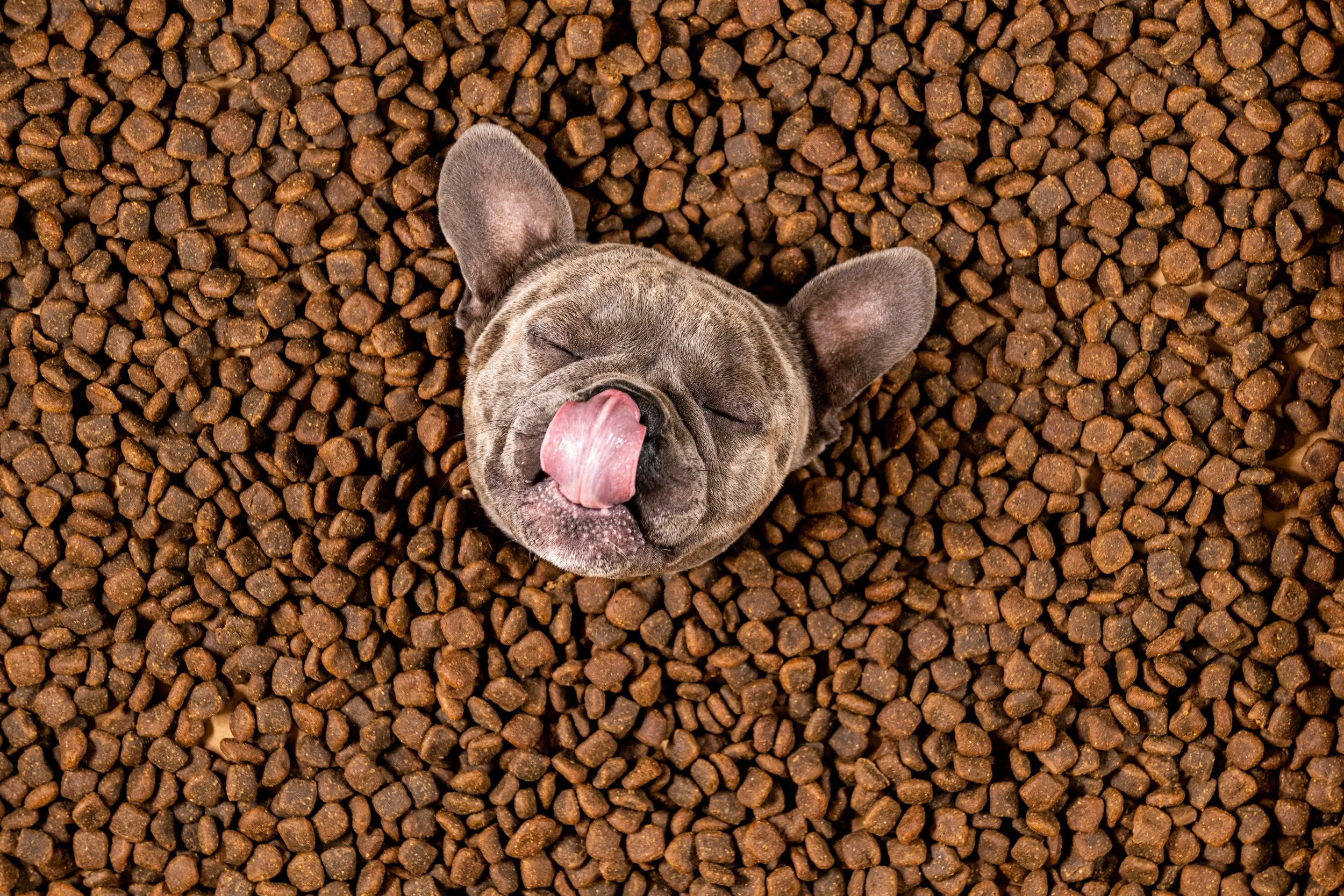 12/20 Saturday 2-3:30pm Santa's Workshop | Handmade gifts - Dog Treats