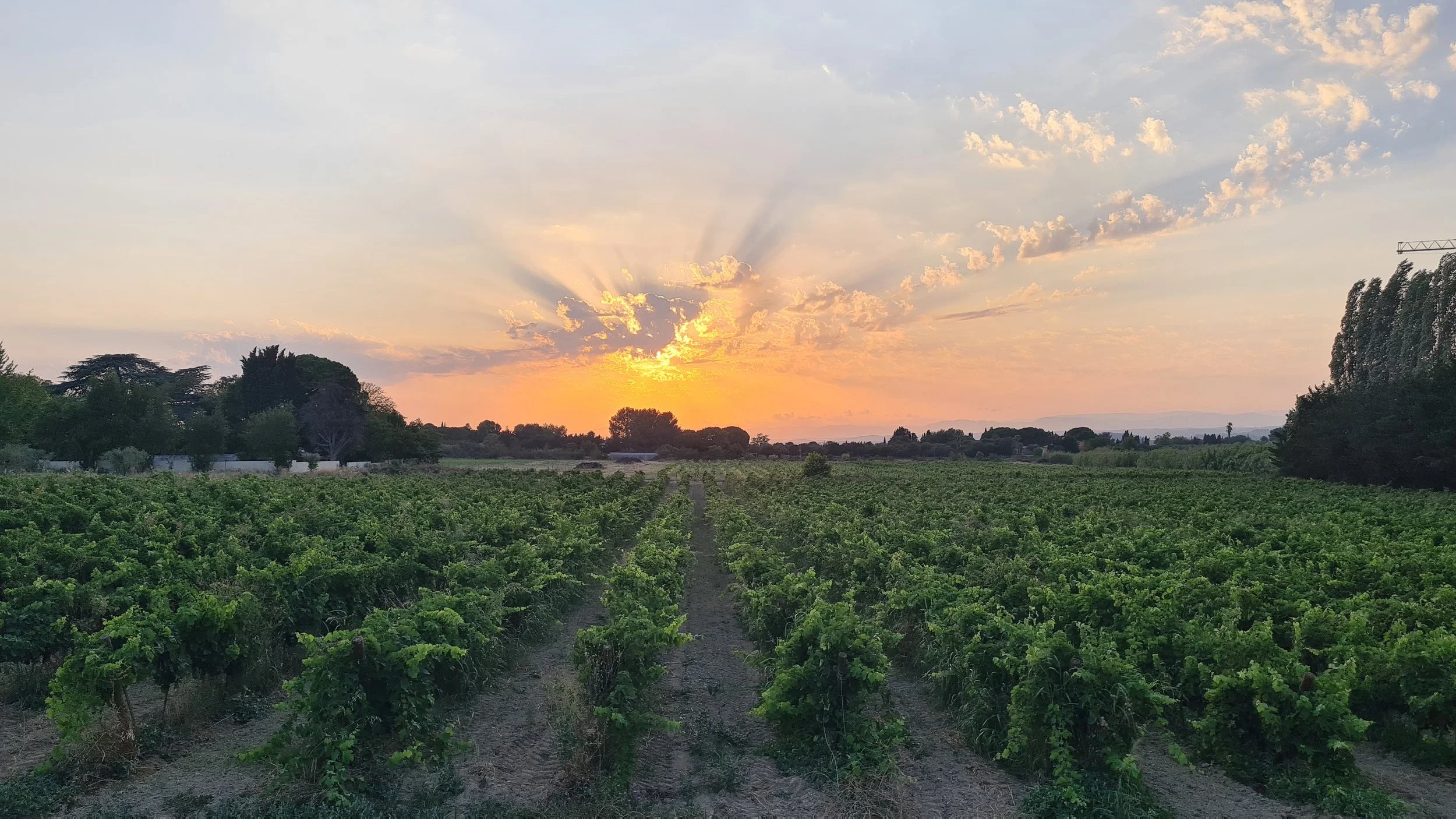 SW France winery.jpeg