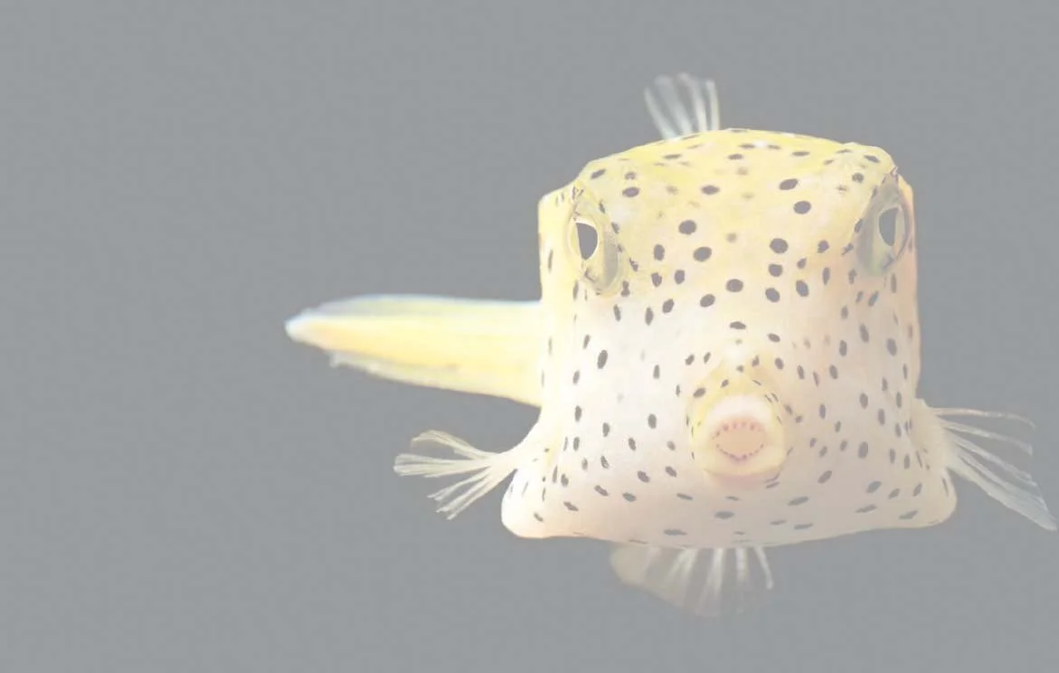 Banner_Transparent.jpg