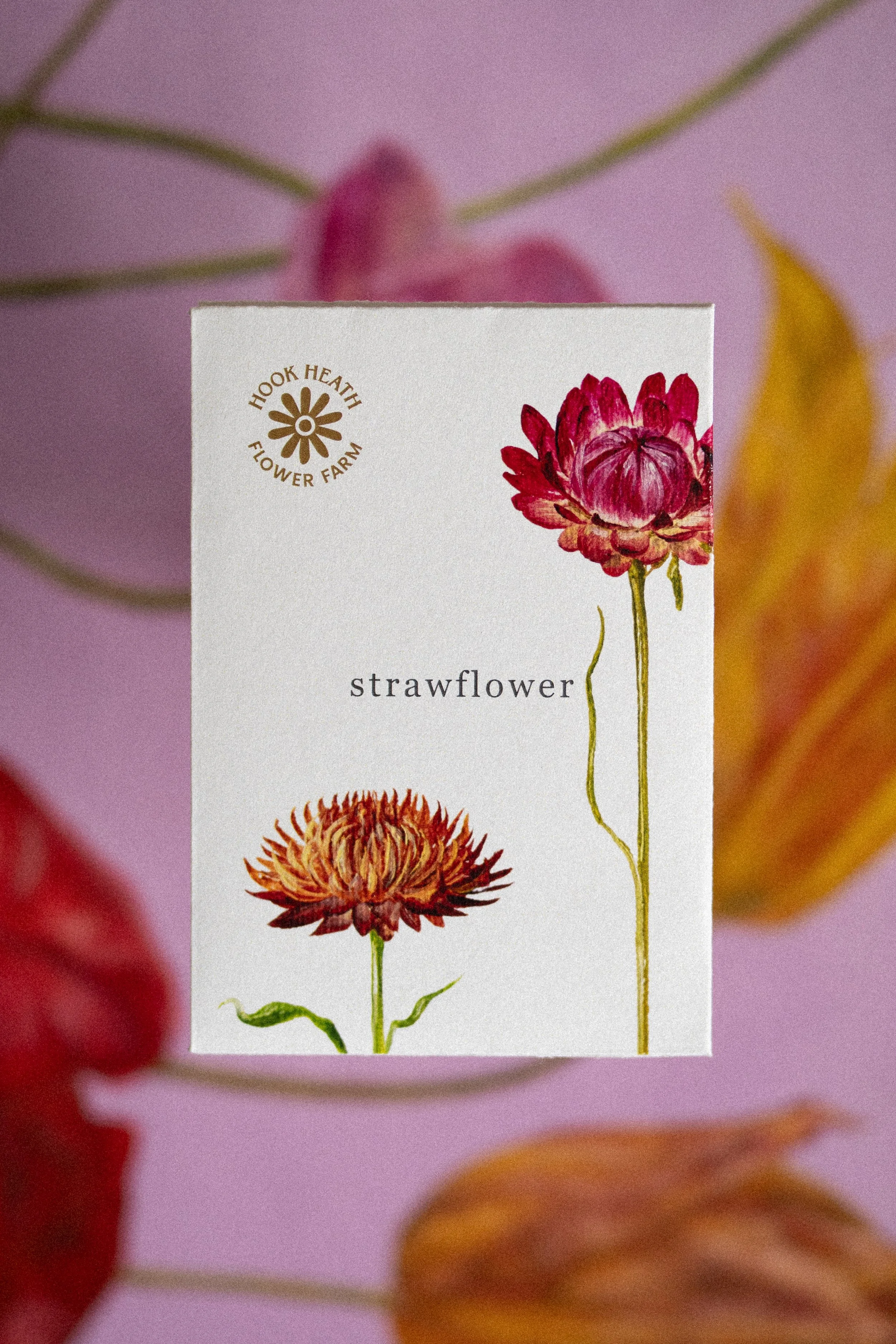 Strawflower Front.jpg