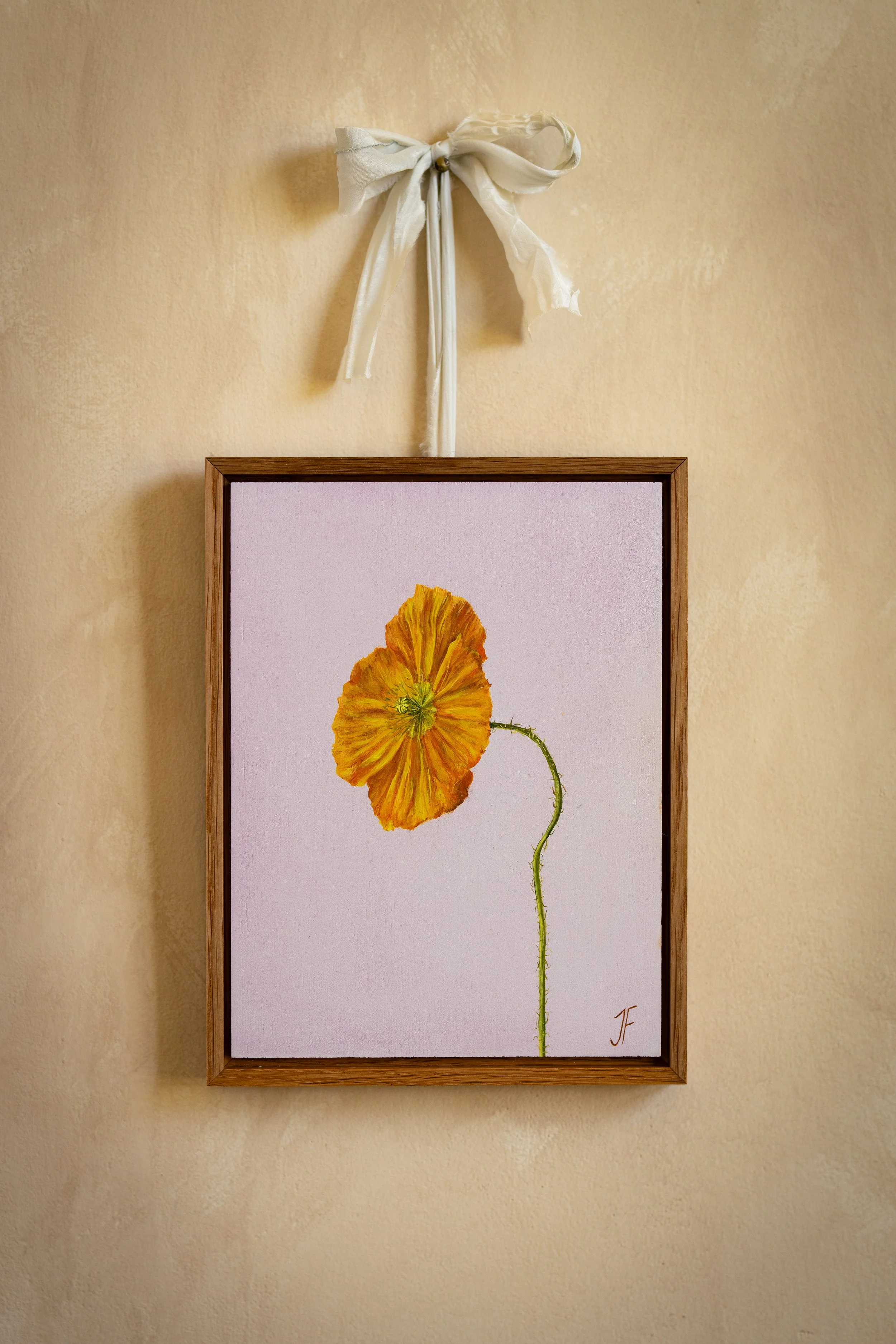 Icelandic Poppy