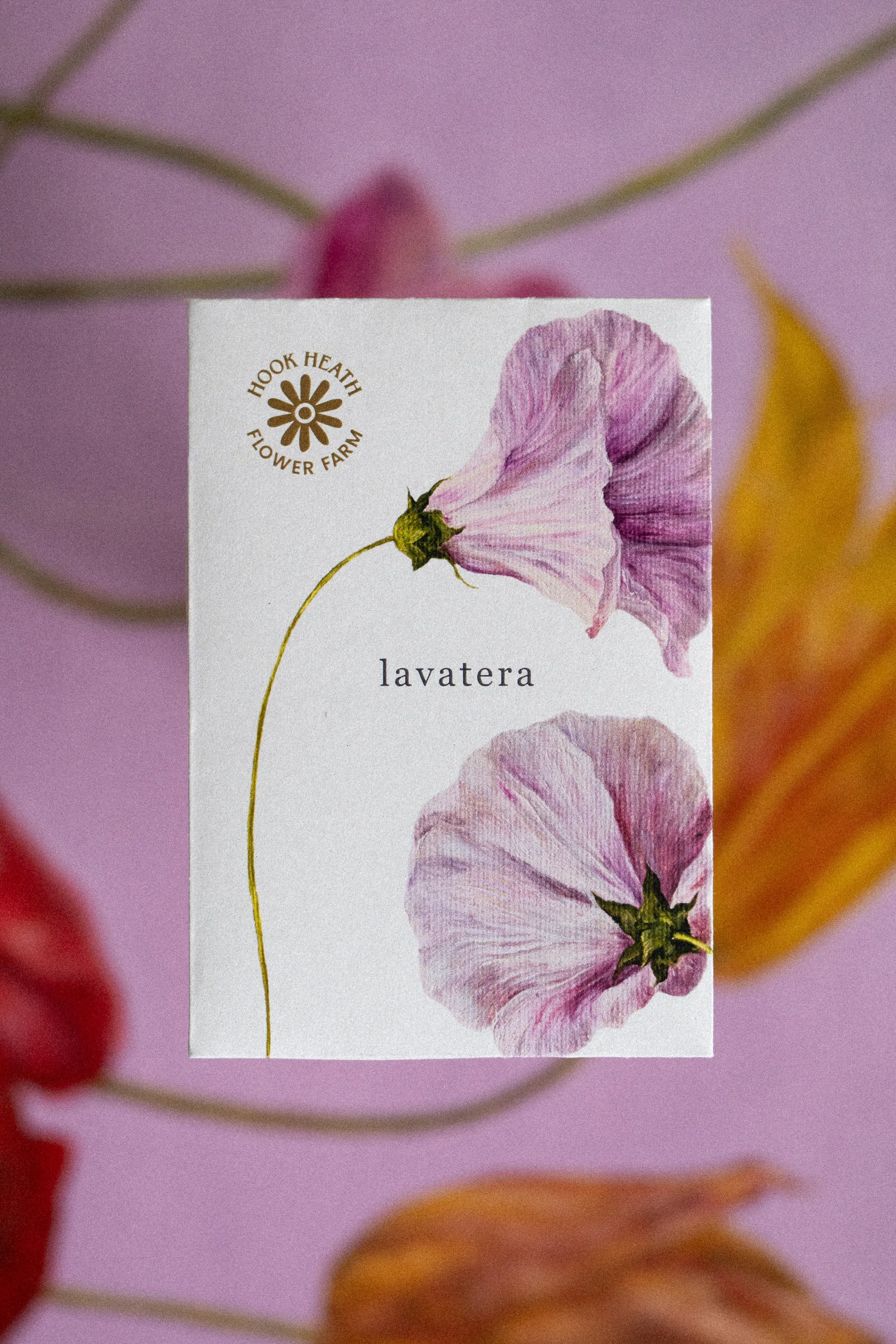 Lavatera Front.jpg