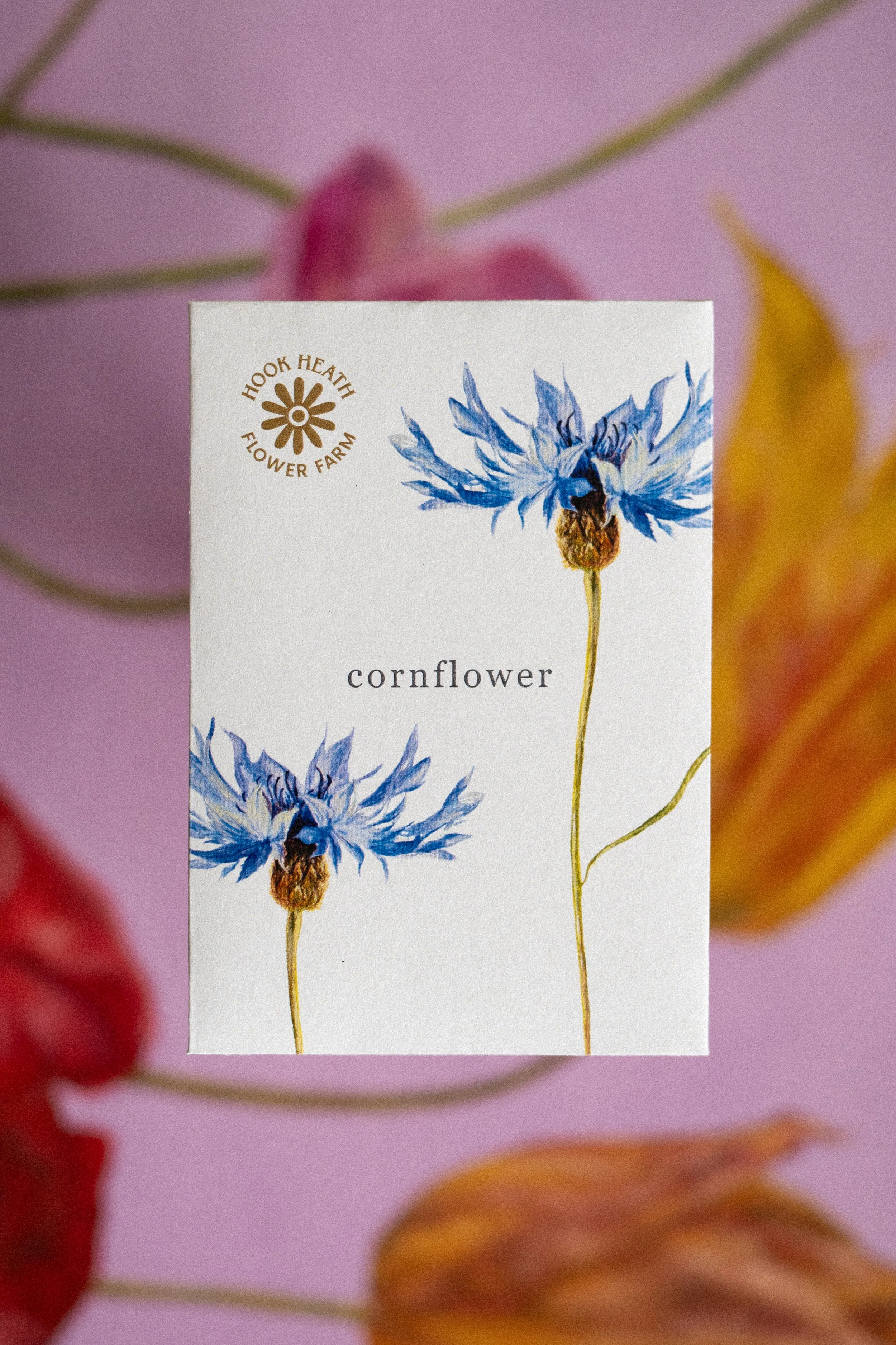 Cornflower Front.jpg