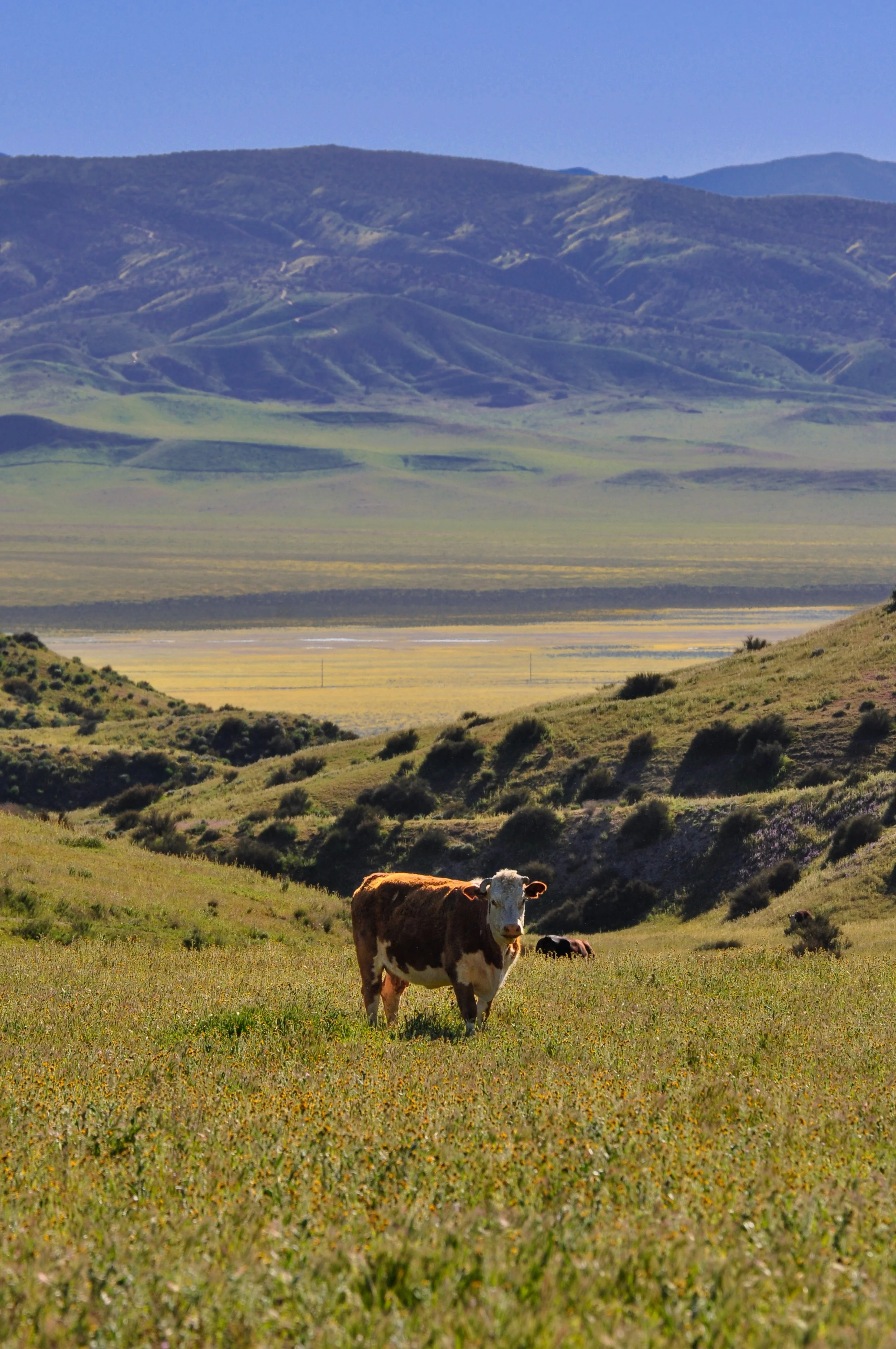 CarrizoPlain-87.jpg