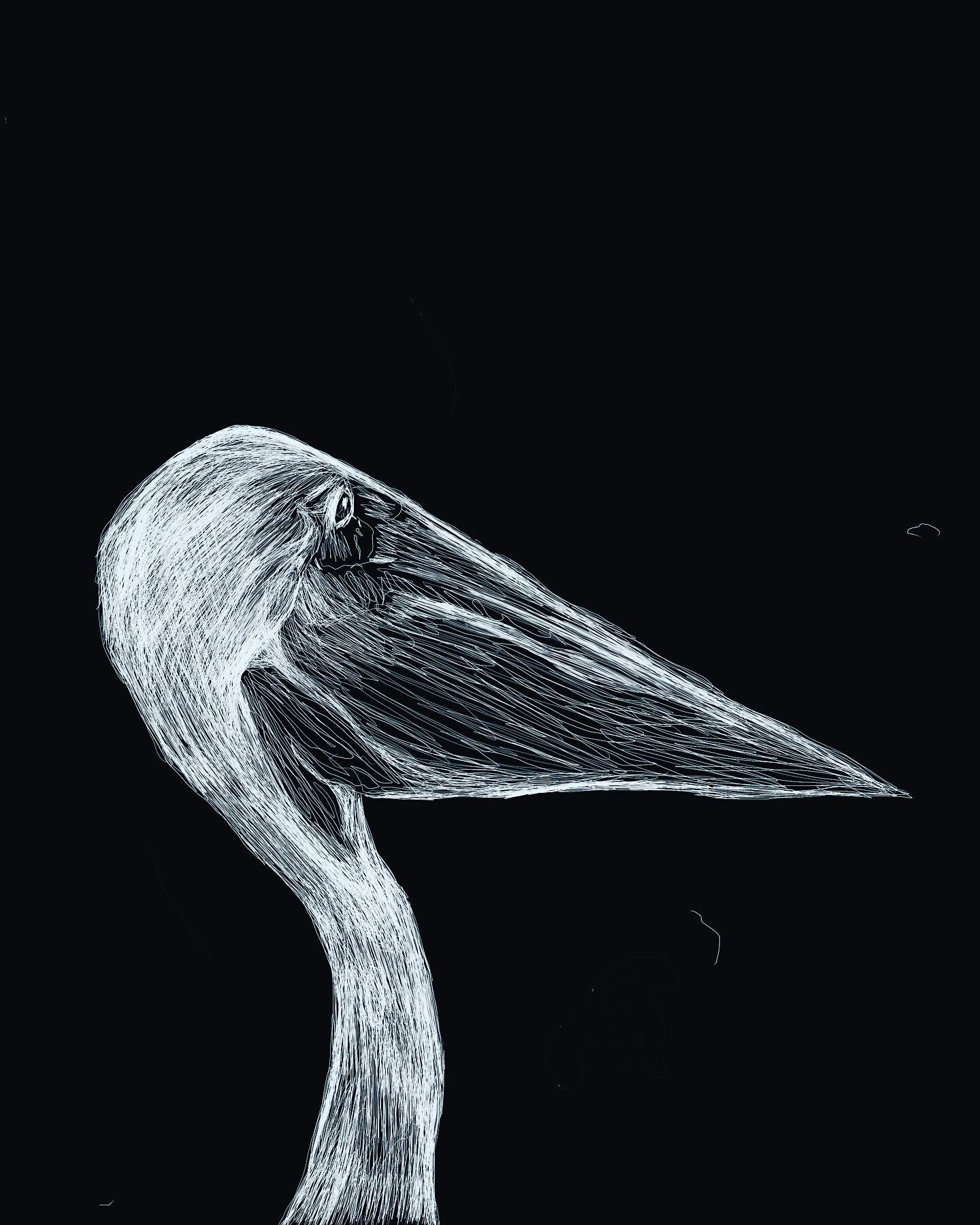 Sunday Sketches. Trying out procreate on the iPad.

#sundaysketches #sketch #drawing #pelicans #procreate #illustration #illustrationartists