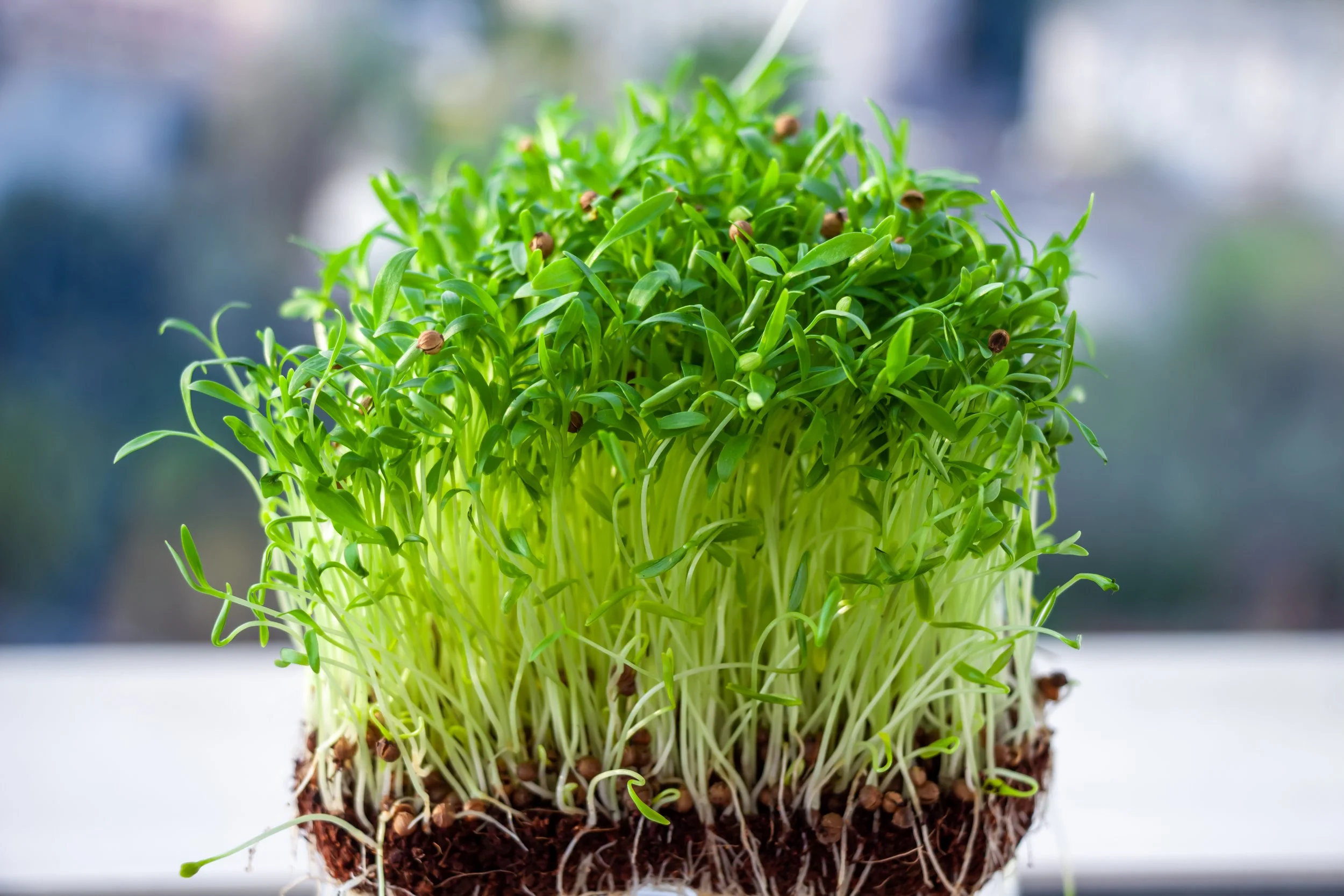 microgreens_cilantro2.jpeg