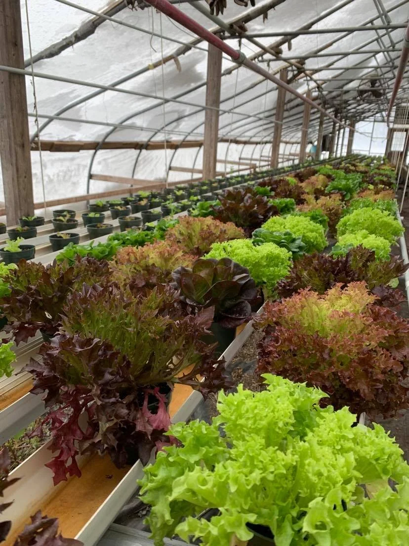 Amanda Rheaume - 217390263_1395429454169474_6593430288840117990_n.jpg