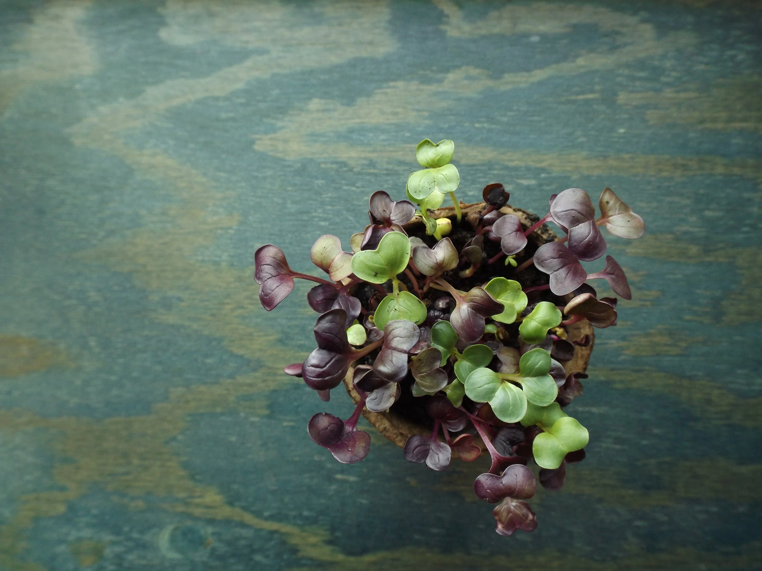 microgreens_onbluewood.jpeg