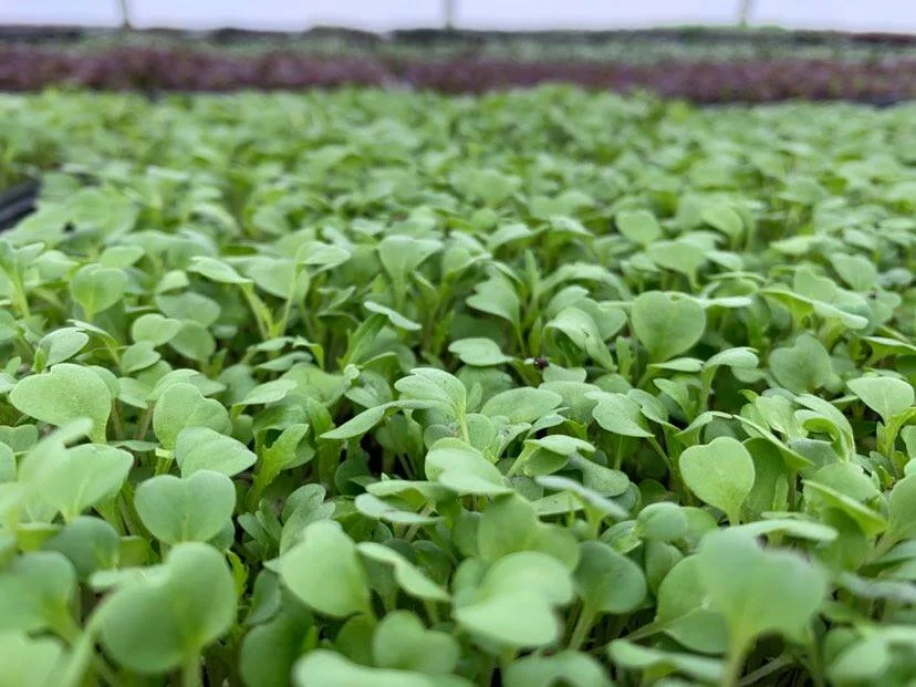 Amanda Rheaume - 224594526_155821206635707_1050783123716559433_n (1).jpg