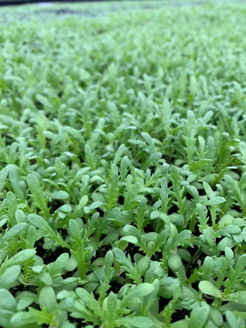 Amanda Rheaume - 221135314_952690028636013_1484131592445681130_n.jpg