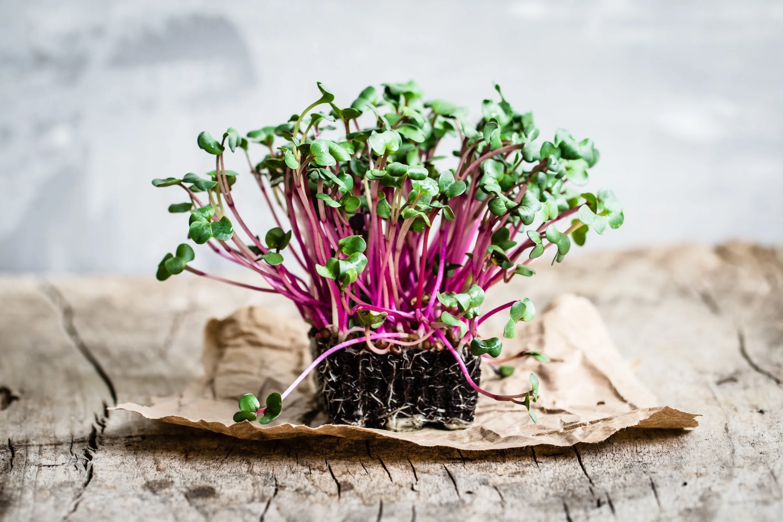 microgreens_beets.jpeg