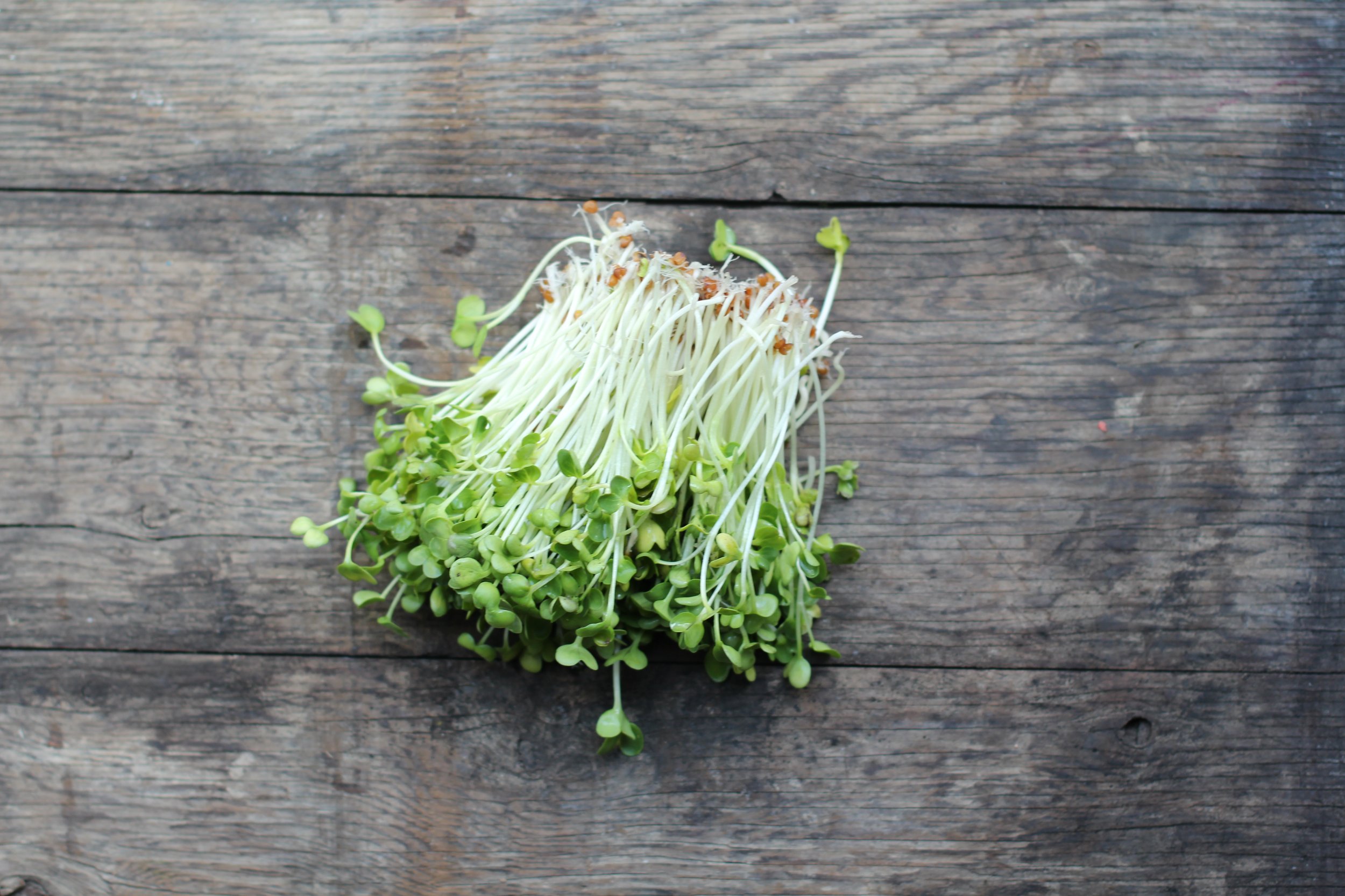 microgreens_sprouts2.JPG