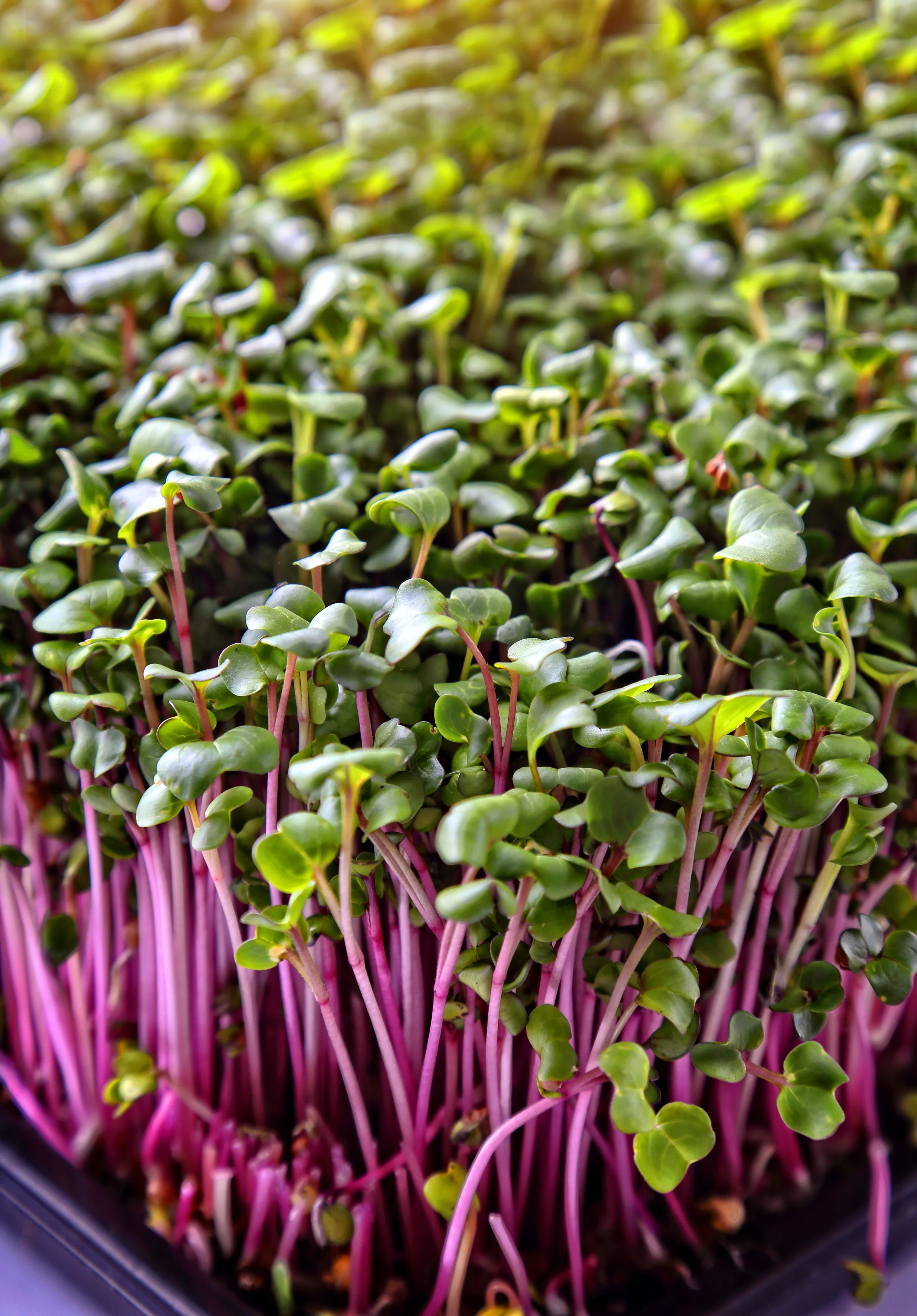 microgreens_redstem.jpeg