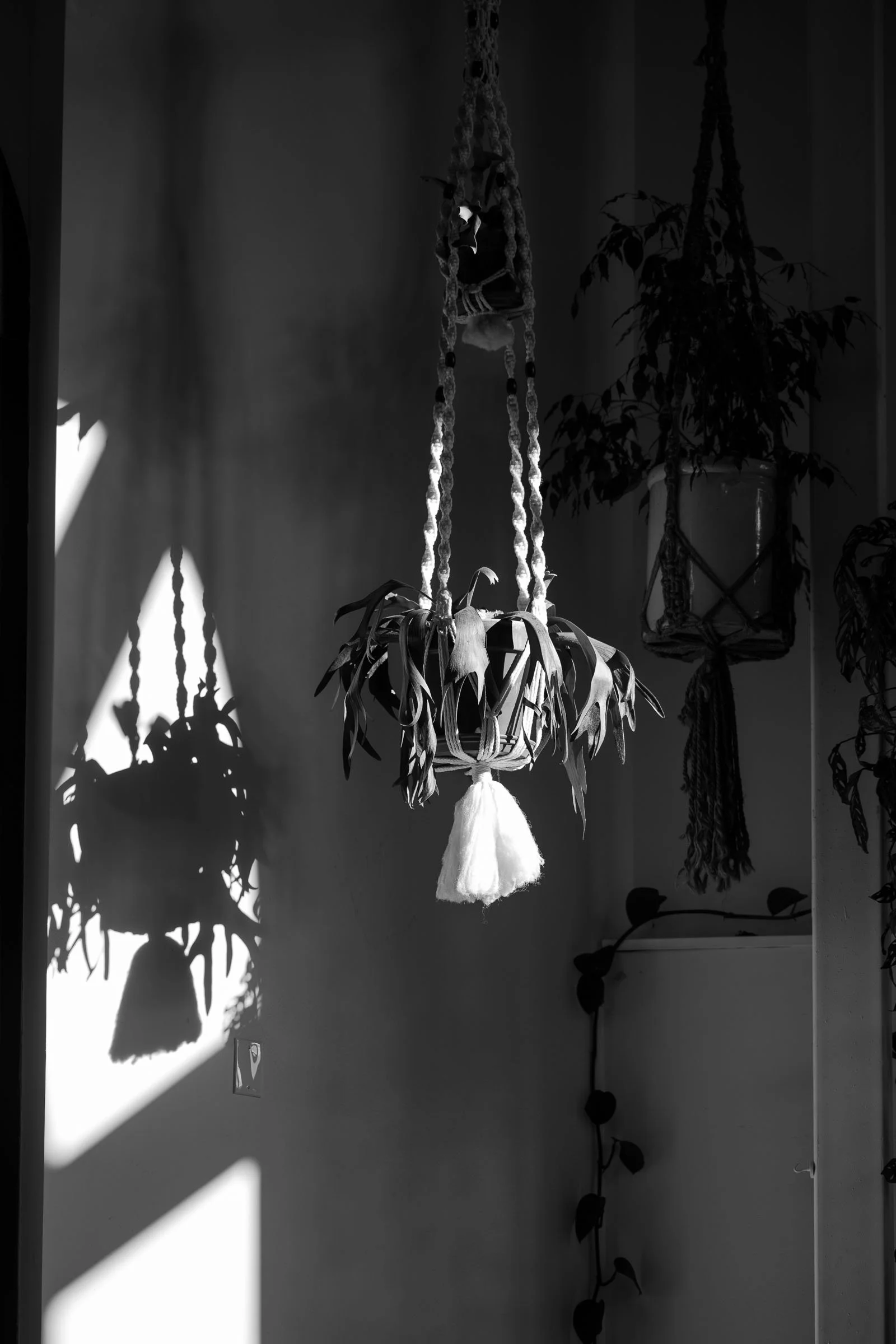  A hanging plant in a braided macramé holder casts a distinct shadow on a sunlit wall; another plant in the background adds depth to the black-and-white scene. 