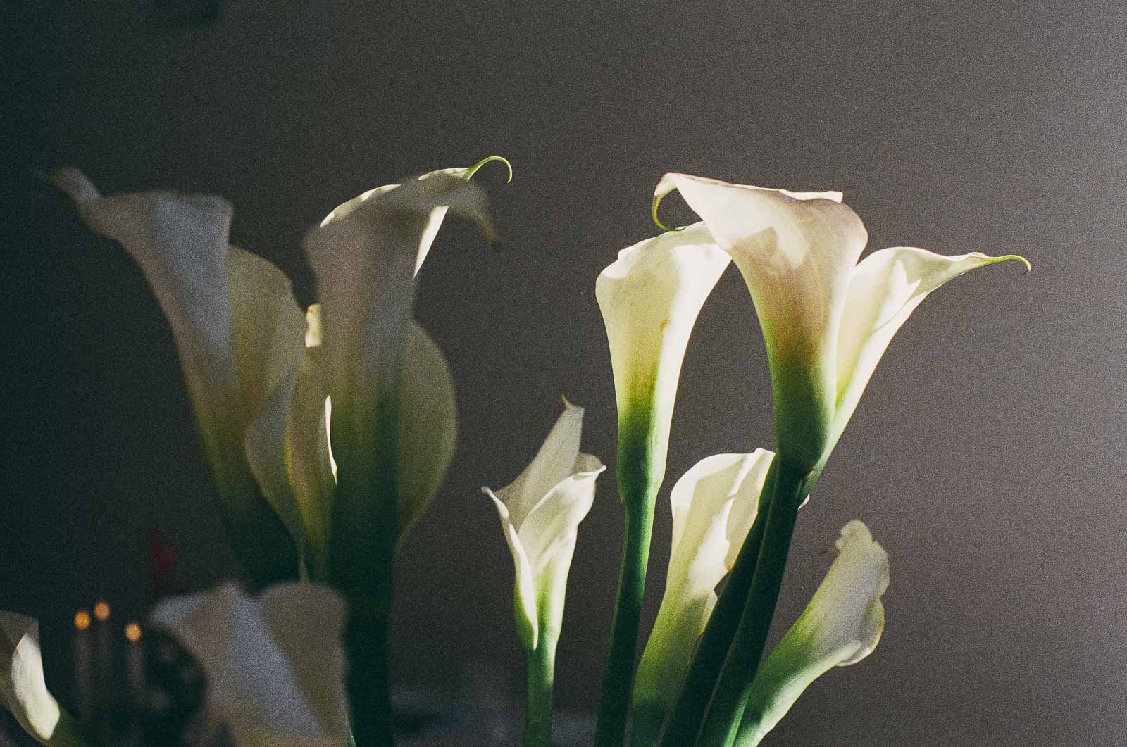  Several white calla lilies with green stems are softly illuminated by sunlight against a neutral, shadowy background. The light highlights the delicate texture of the petals. This photo was captured on film. 
