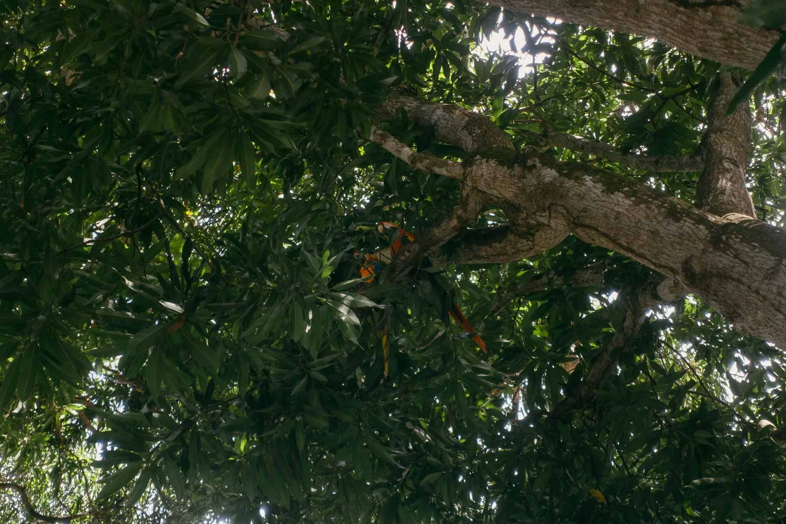  A pair of colorful parrots perch on a branch amid dense green tree leaves, partially hidden by the foliage and dappled sunlight. 