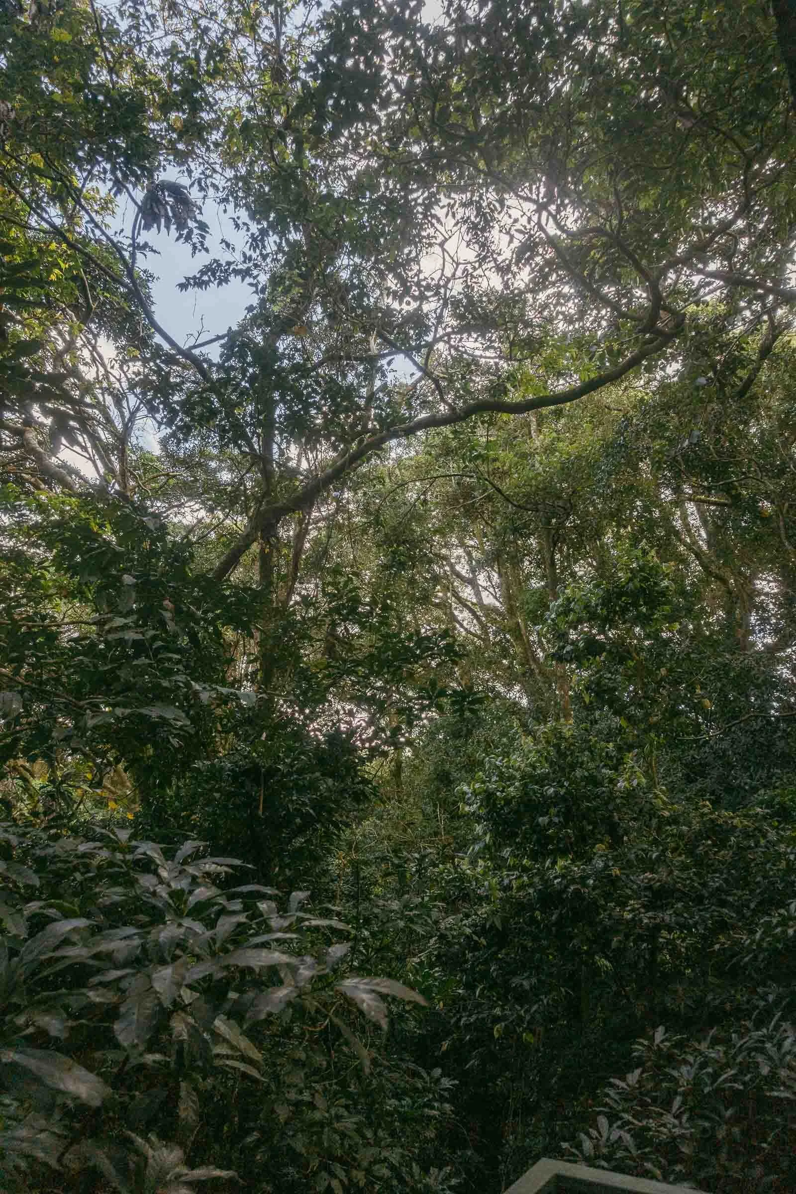  Dense green forest with tall trees and thick foliage, sunlight filtering through the canopy, and glimpses of blue sky above. The scene is lush and tranquil, evoking a sense of natural beauty and calm. 