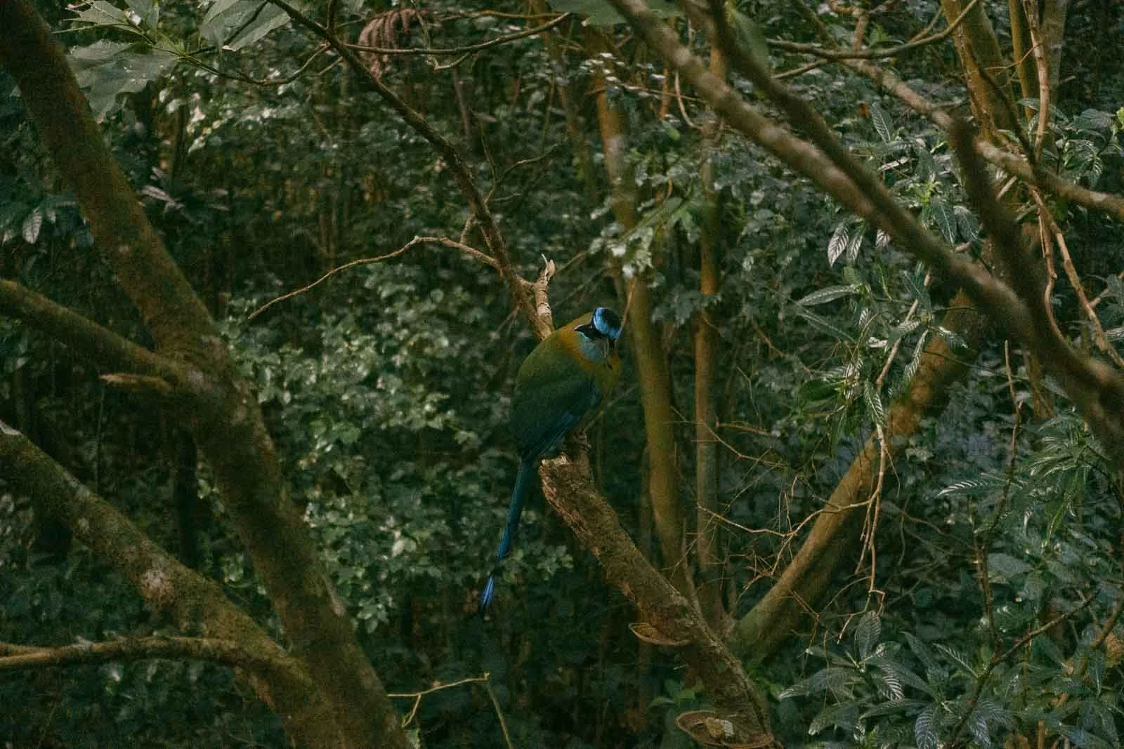  A vibrant blue and green bird with a long tail perches on a branch amid dense, leafy trees in a lush forest. 