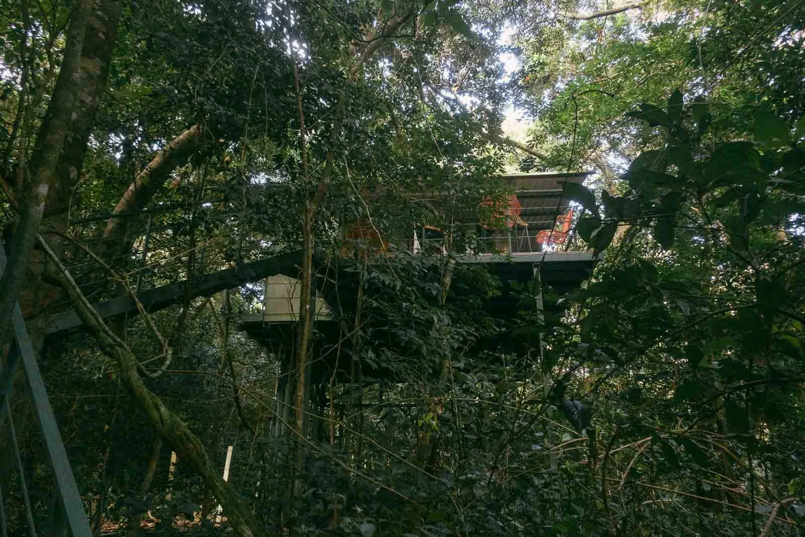  A treehouse with a balcony, partially hidden among dense green foliage in a forest, elevated above the ground and surrounded by tall trees. 