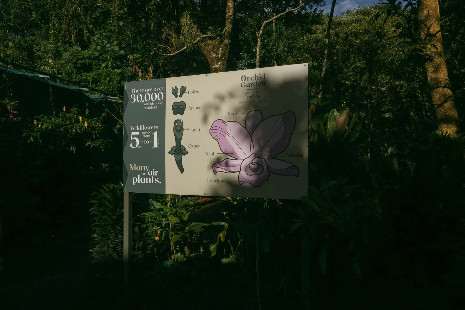  A sign in a lush garden explains orchid anatomy with illustrations and facts, noting over 30,000 orchid varieties and labeling orchid parts like petal, sepal, and labellum. Dense tropical greenery surrounds the sign. 